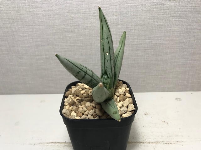 サンスベリア ボンセレンシス プラチナム