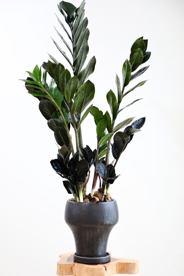 【M】ザミオクルカス レイヴン/Zamioculcas zamifolia Raven ※陶器鉢付き