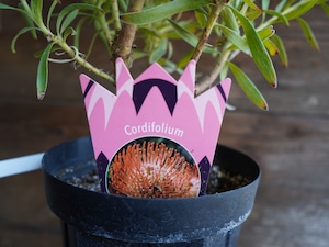 【現物】リューコスペルマム "コーディフォリウム"