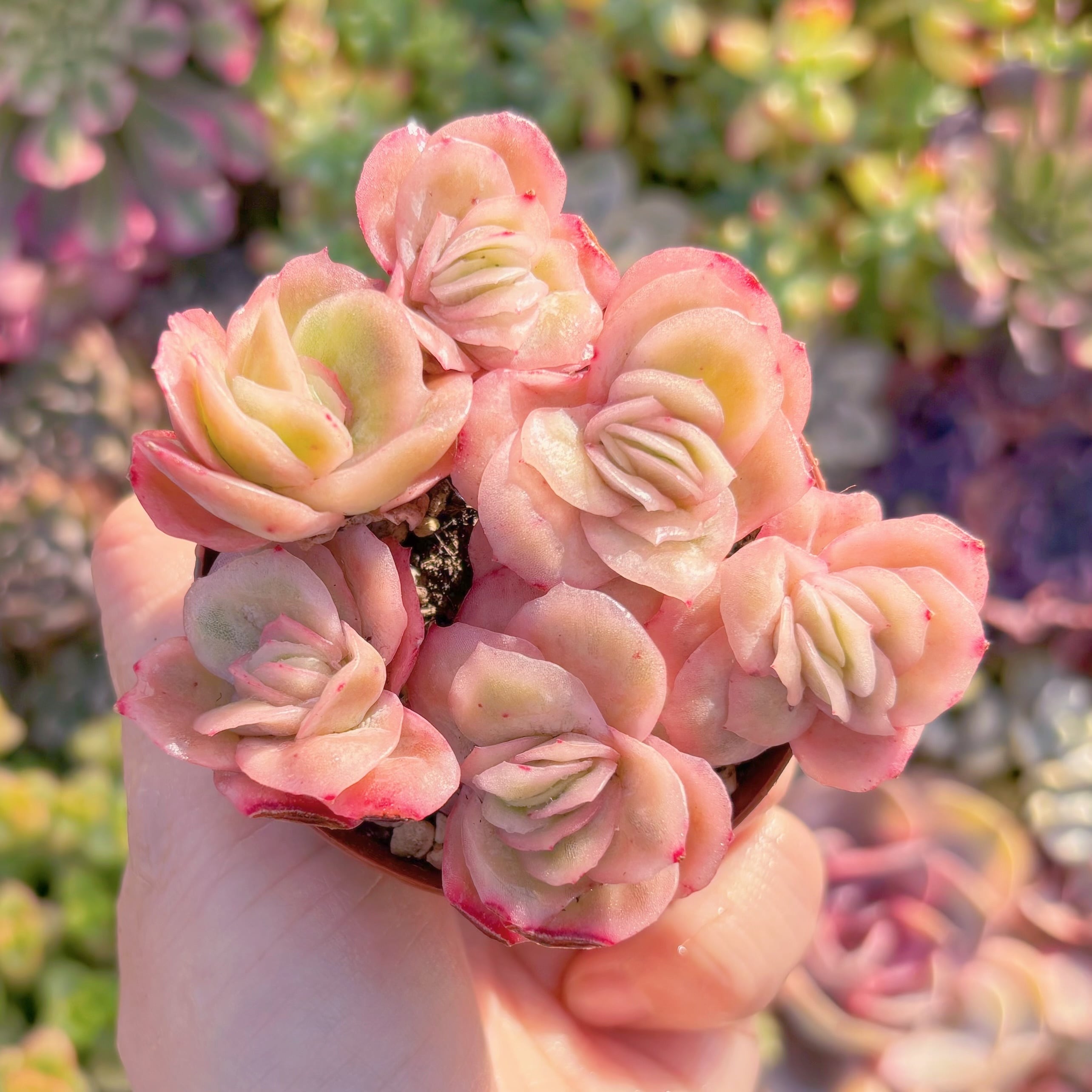 現品　アイスラブリーローズ錦#M025　新入荷　るる農園