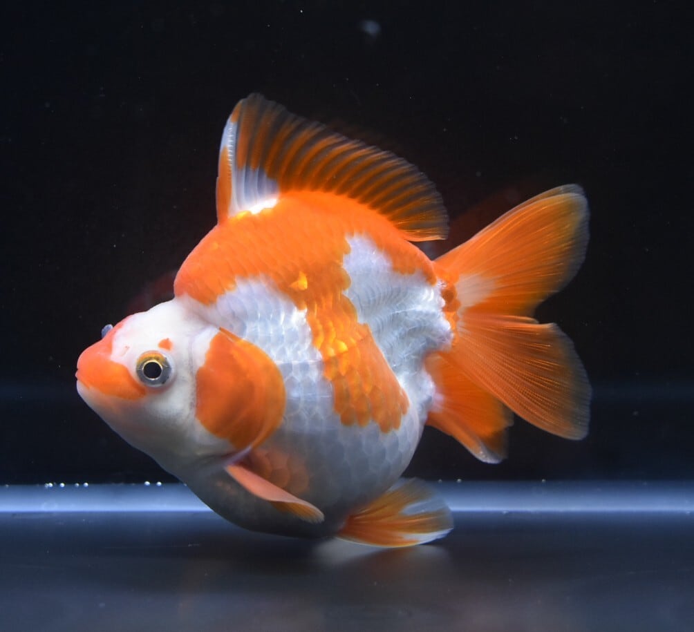 金魚専門店〉fishfarmjp1