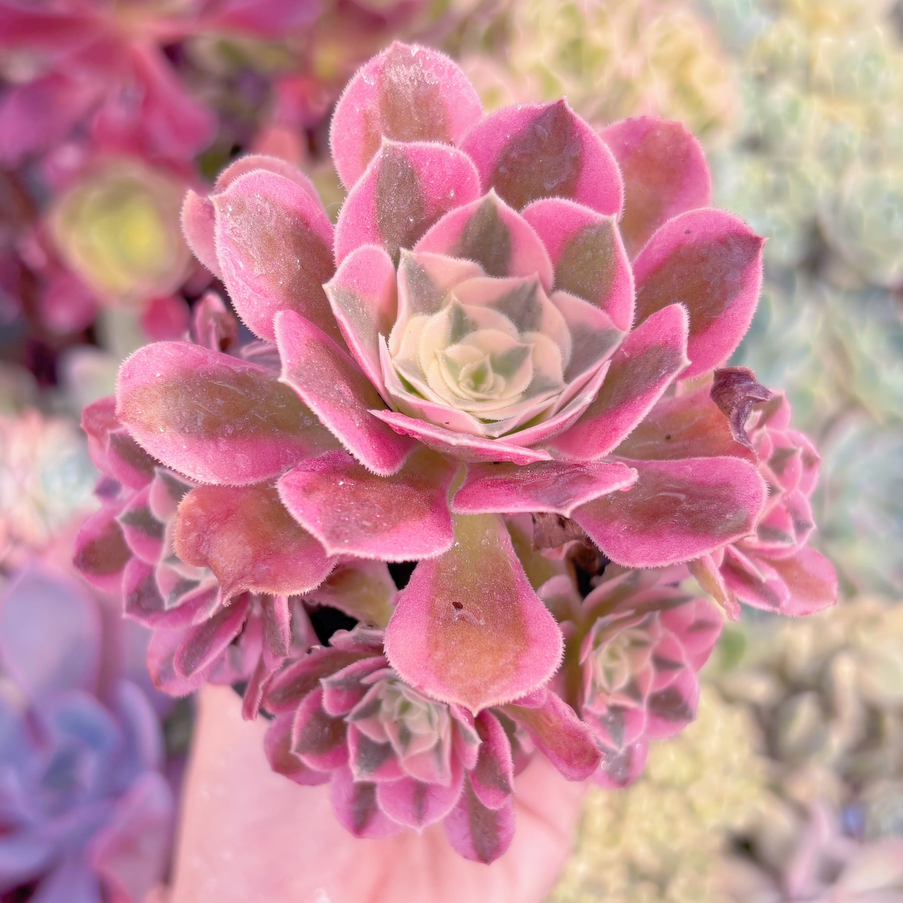 現品　アフラダイティ#882　群生　るる農園