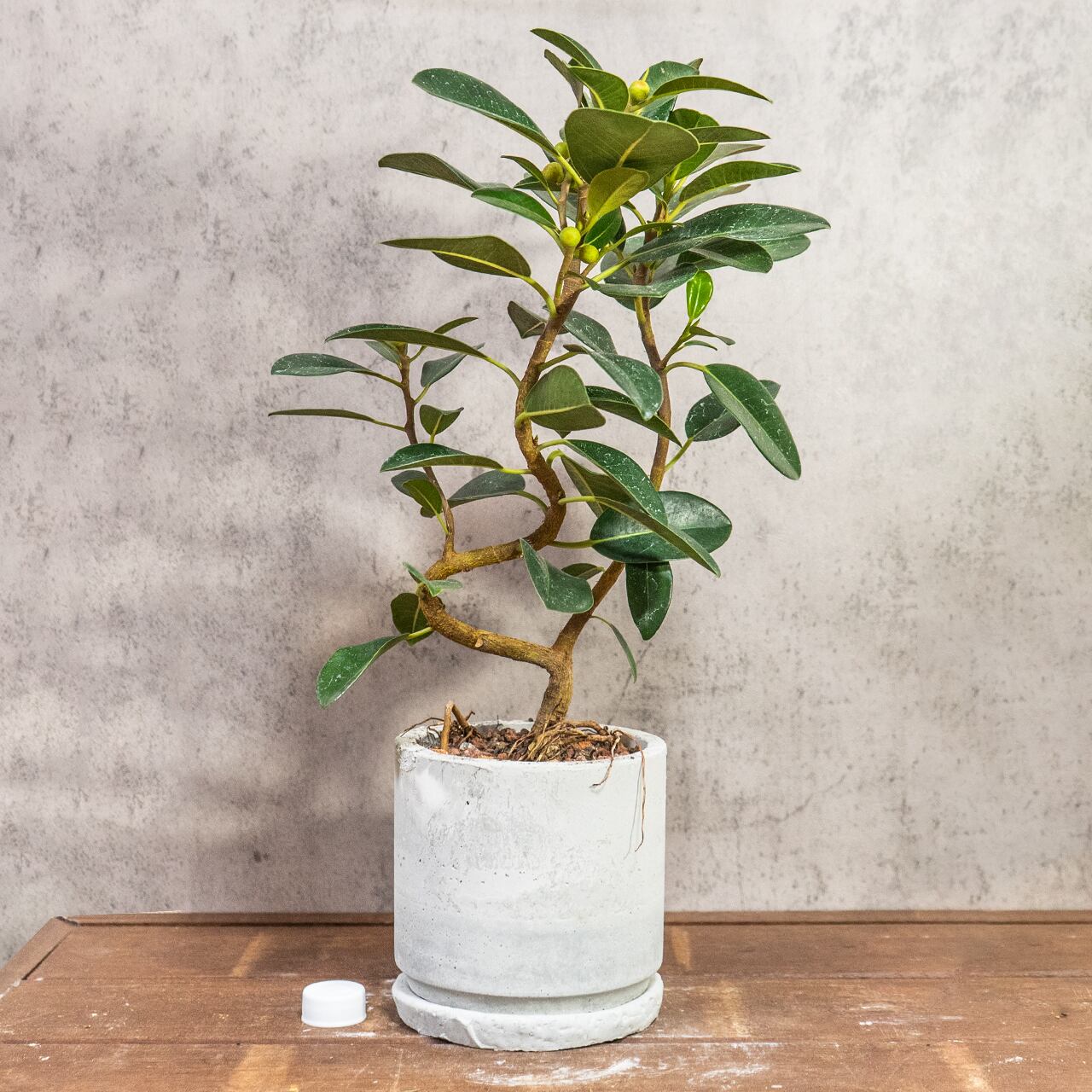 フランスゴムの木｜二股の根元と美しい枝ぶりが映えるインテリア向きグリーン【虫発生抑制／手作りモルタル鉢】