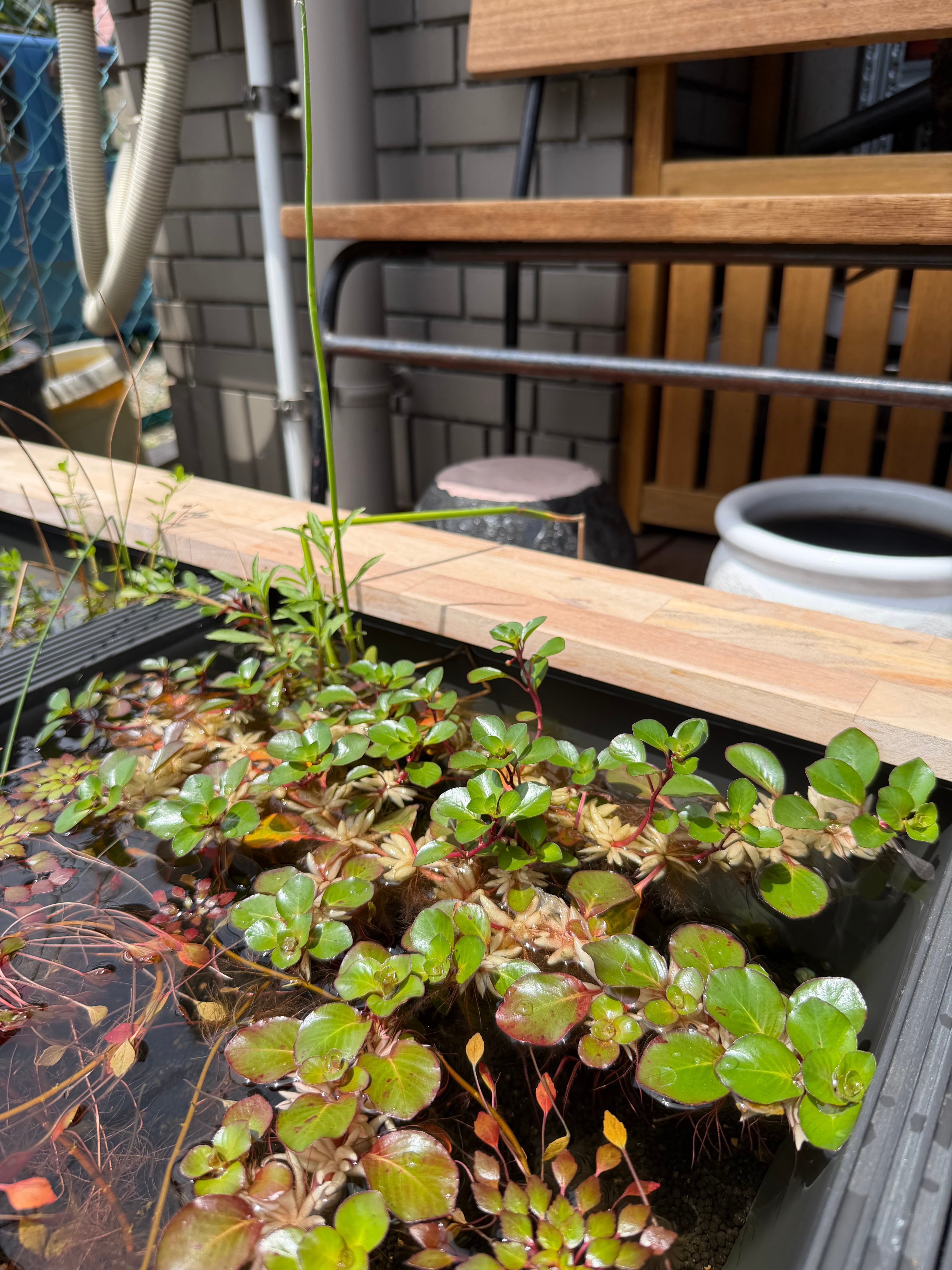 P.willinckii cv. Sailor Saturn【artPLANTs】ビカクシダ/Platycerium