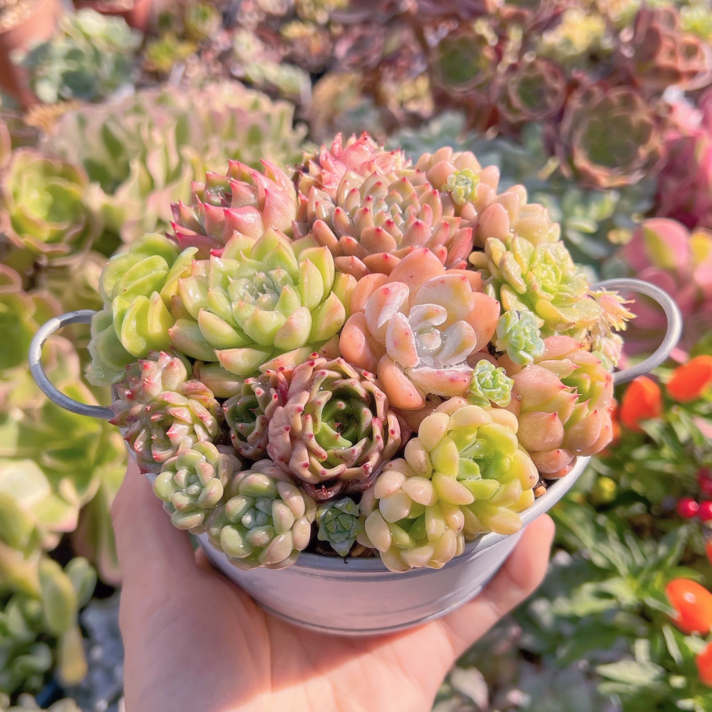 多肉植物春萌古株 多肉植物春萌古株
