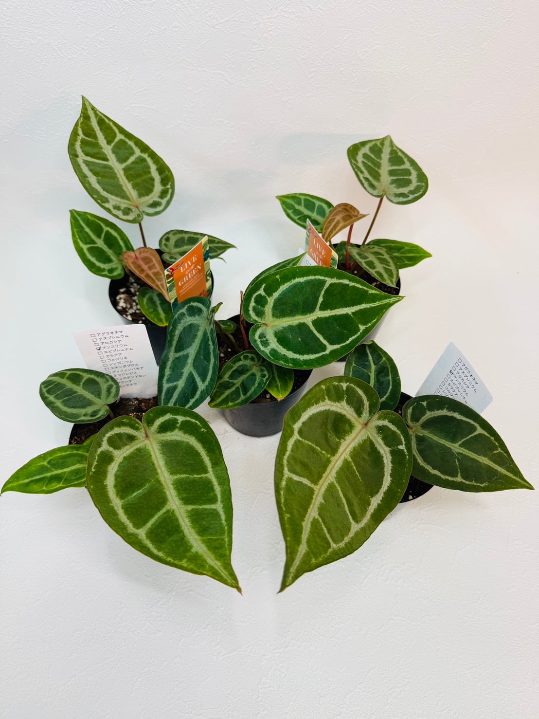 ヴェノム・アロカシア 3号 ① | 観葉植物と雑貨のお店 VIVAGREEN