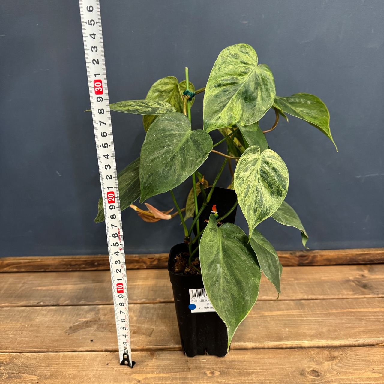 【クリアランス】フィロデンドロン ヘデラカム(オキシカルジウム) バリエガータ【690】