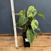 【クリアランス】フィロデンドロン ヘデラカム(オキシカルジウム) バリエガータ【690】