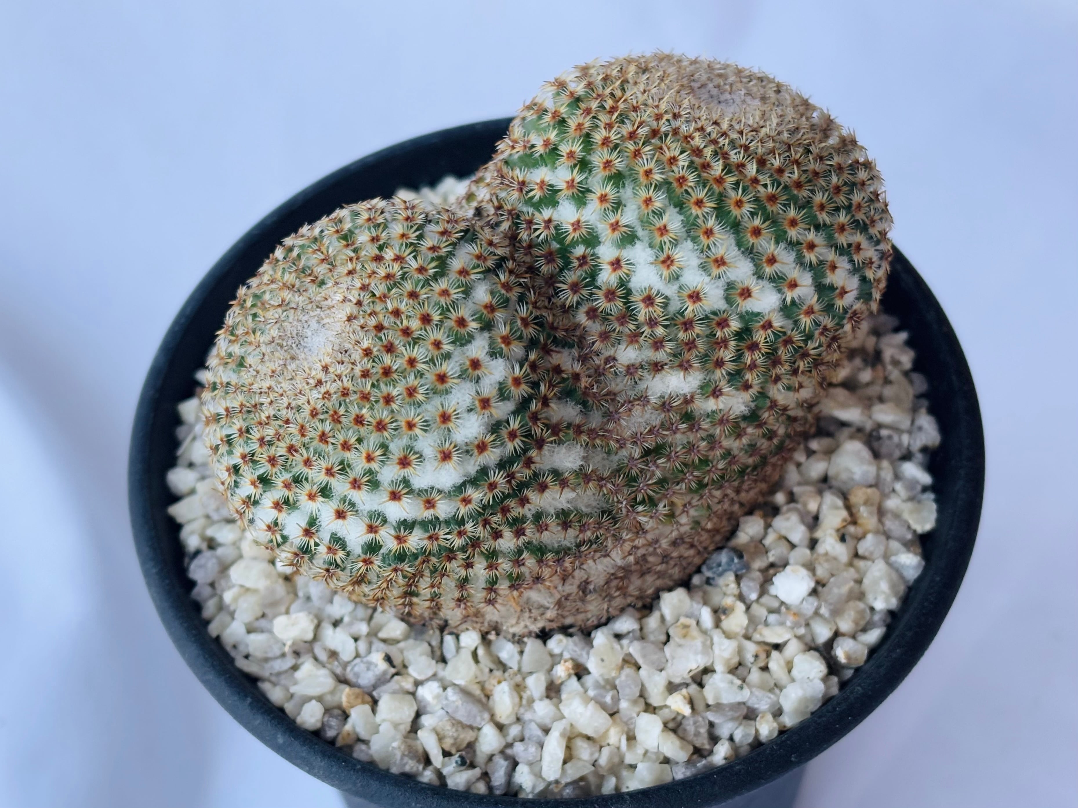 Mammillaria crucigera マミラリア クルシゲラ サボテン | plants MARU