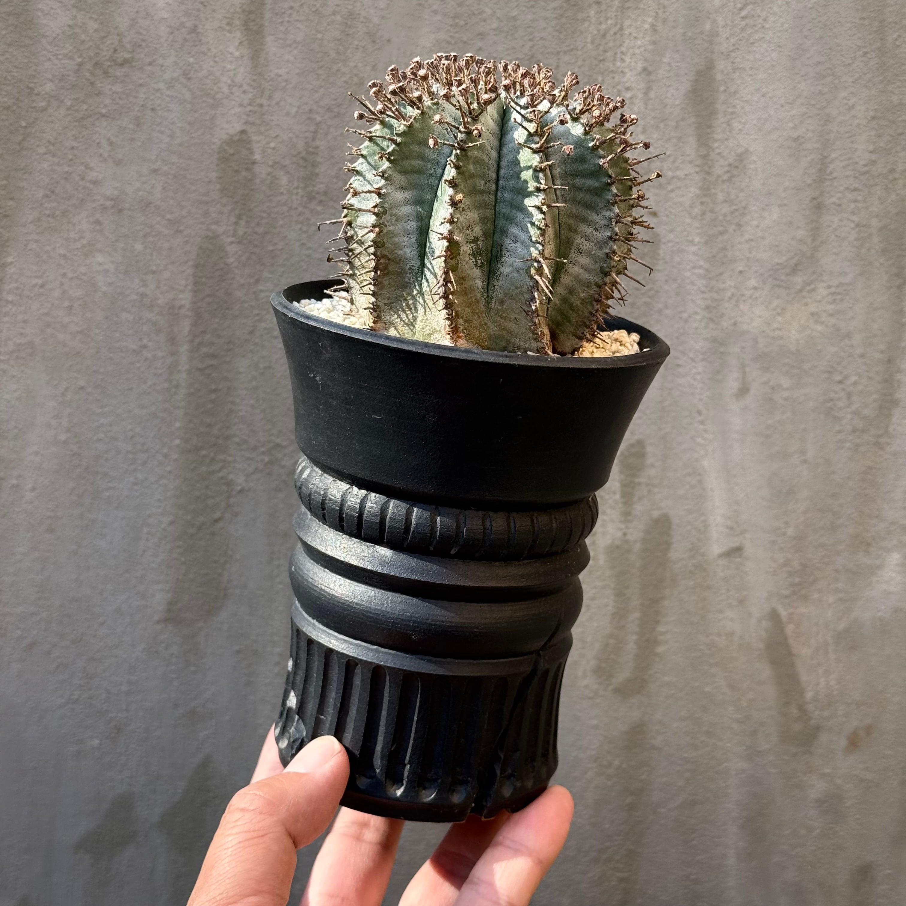 ユーフォルビア ホリダ種類 植物 鉢 ユーフォルビア ホリダ 美株 WILD