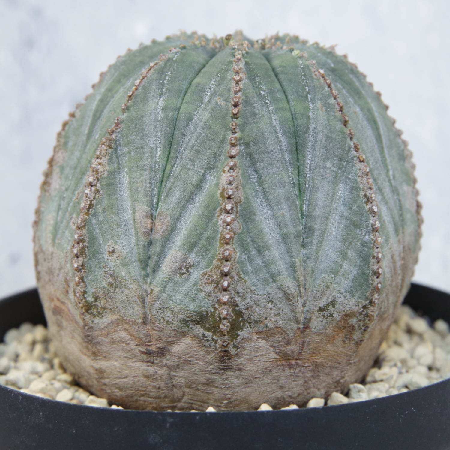 木質化 まん丸 オベサ / ユーフォルビア | LIGHTHOUSE.PLANTS - 海外