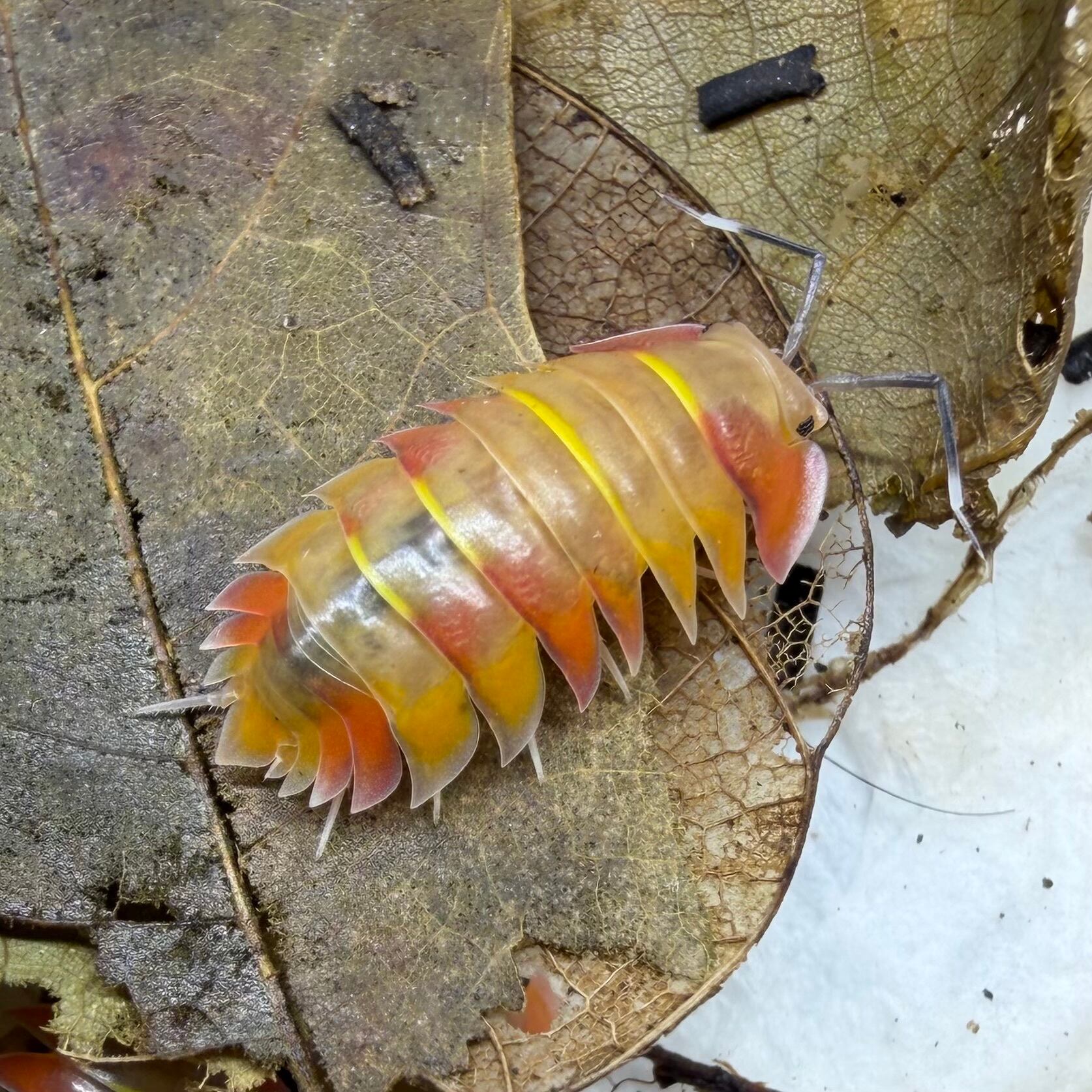 オーロラダンゴムシ 5匹セット | 昆虫ショップ BUG FOREST 【カブト
