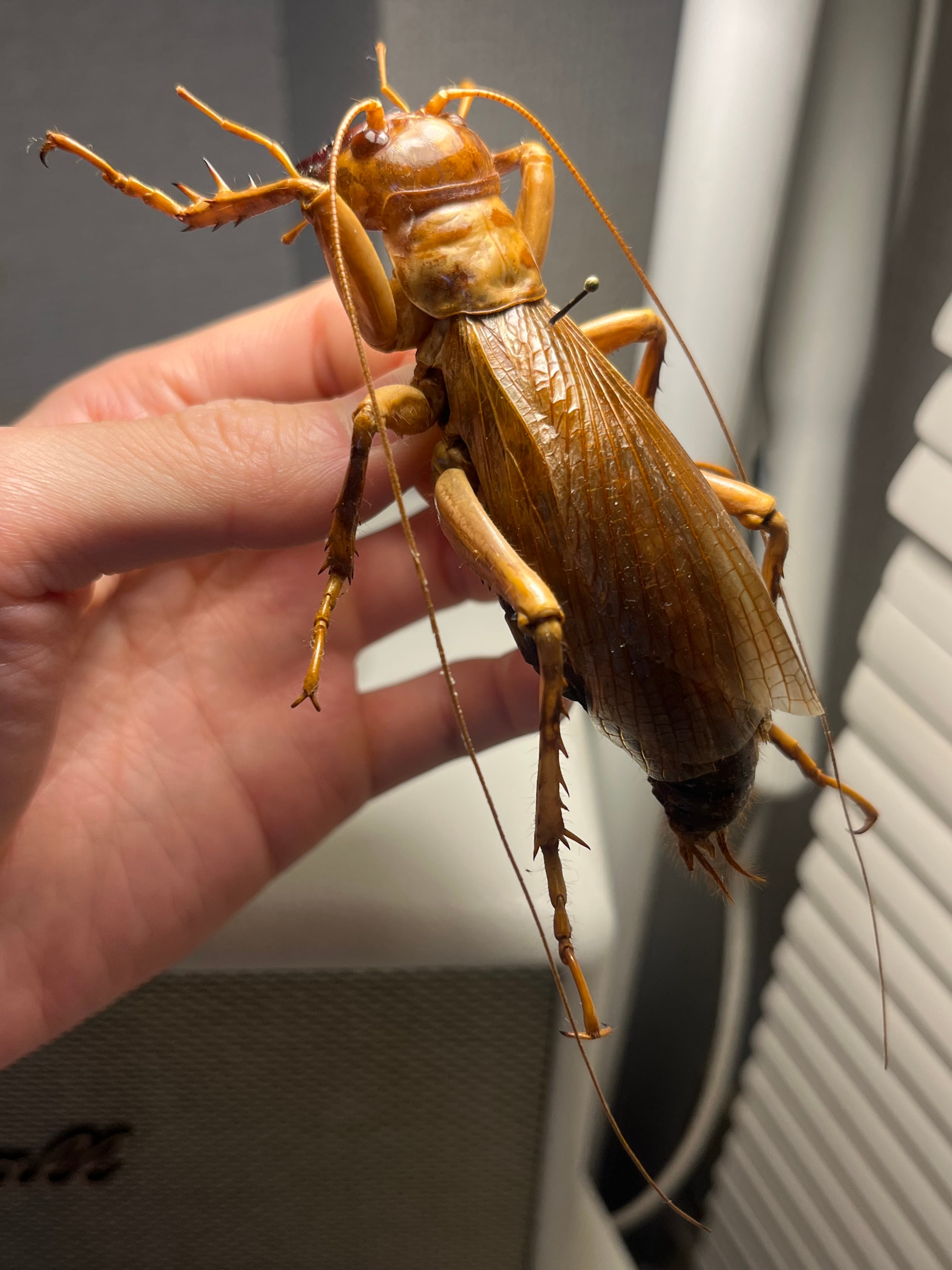 直翅類 | オモニキチュウ