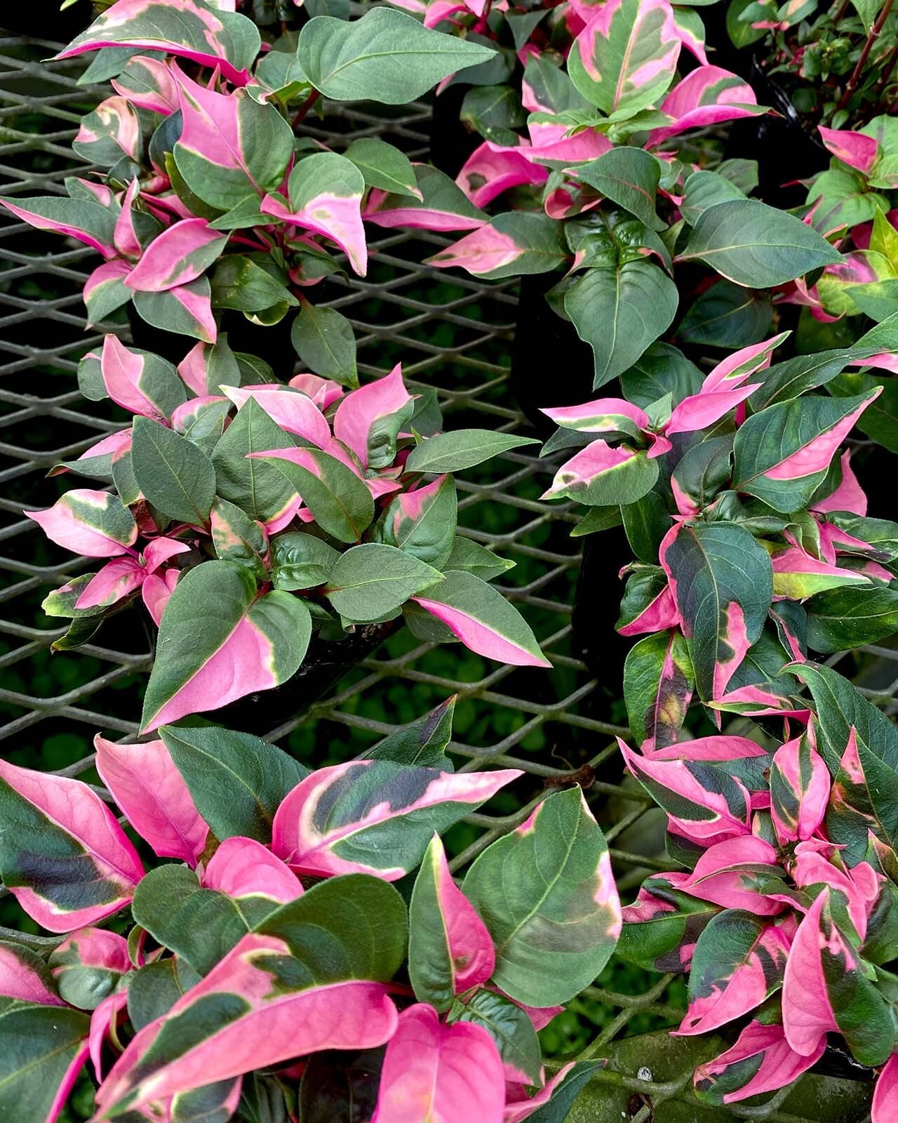 ７ イレシネ ピンクファイヤー Inakougei イナコウゲイ 観葉植物 鉢 多肉 猫用品