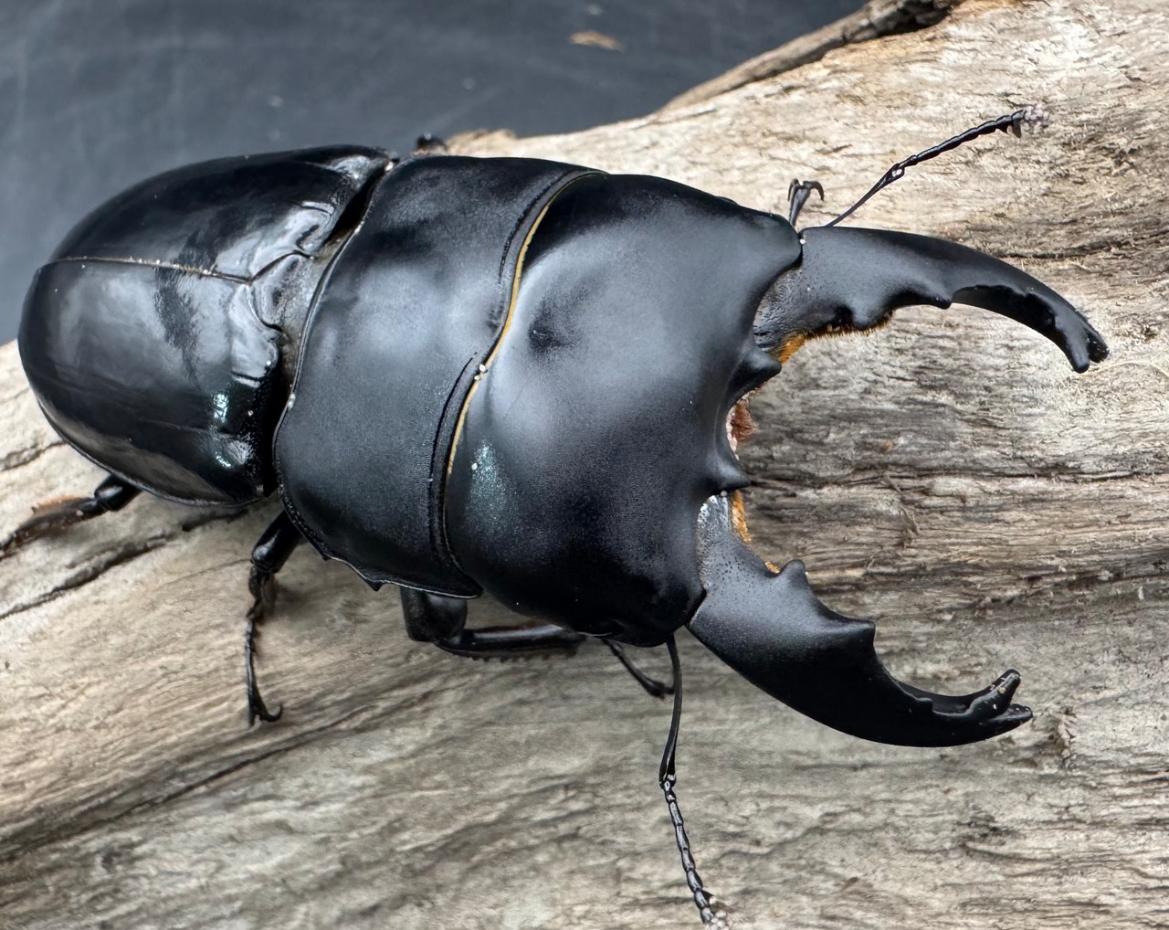 【WD】《ユーリケファルスヒラタ 70mm ペア》