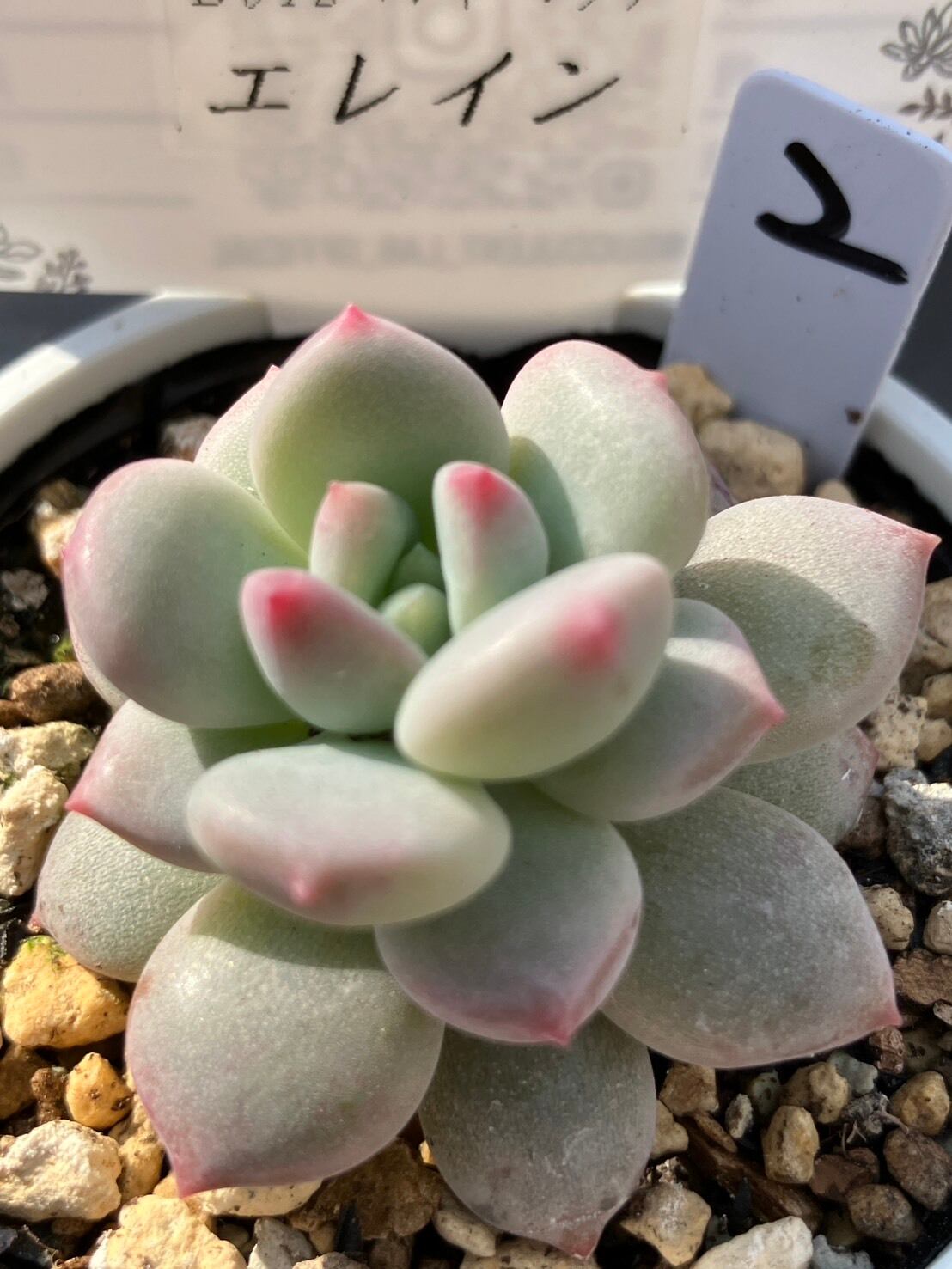 現物商品】二瓶リンゼアナ（カキ仔） | 多肉植物研究所