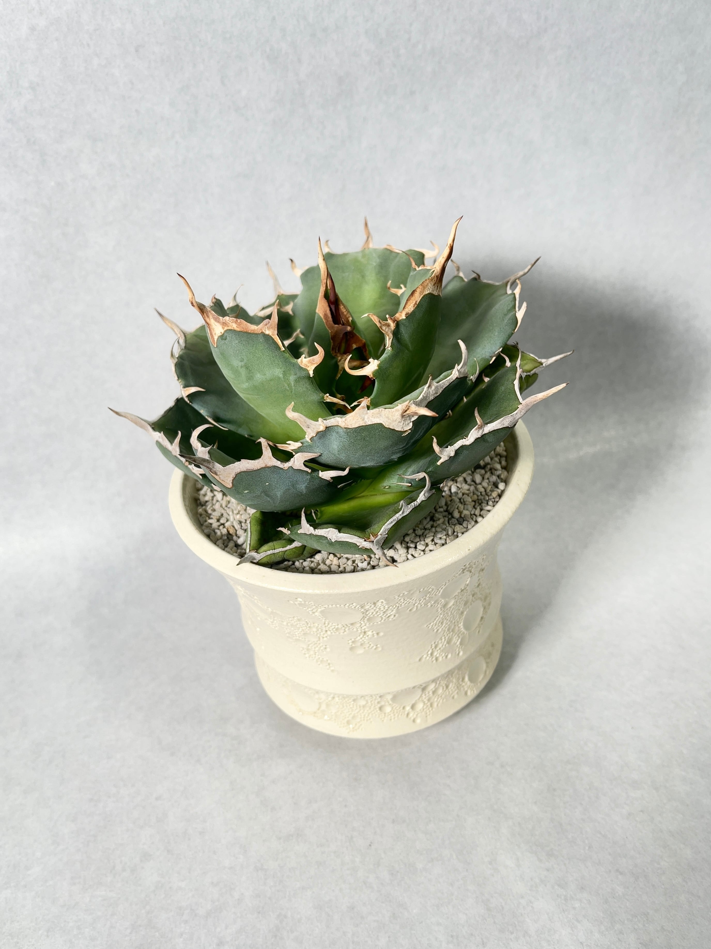 アガベ　チタノタ　ワイドリーフ アガベ・チタノタ(イタリアワイド) | trigger