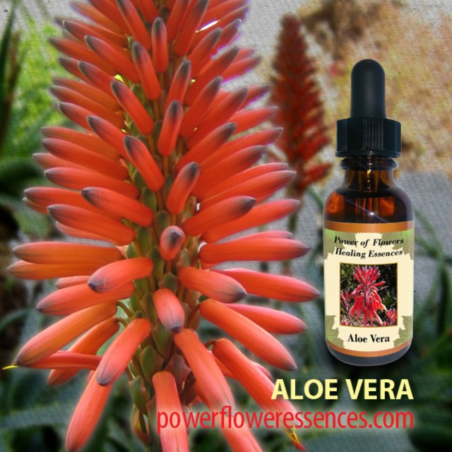 ファイヤーアゲート＜セイクレッドエイトエッセンス＞『感情と向き合うときに』(se-e032-1)