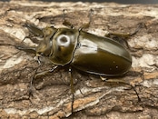 《ババオウゴンオニクワガタ 57mm ペア》