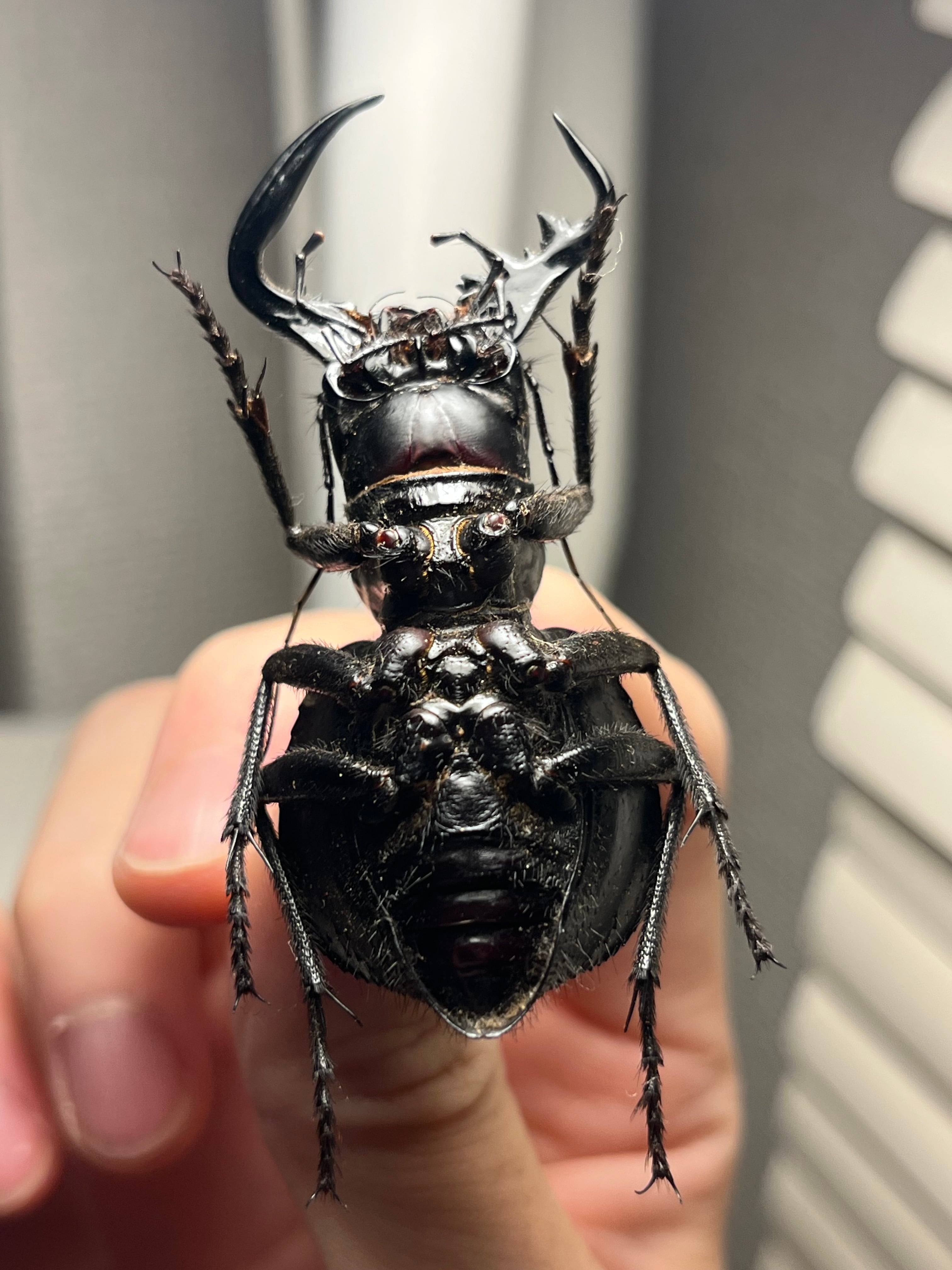 巨大♂】オオエンマハンミョウ Manticora タンザニア産 昆虫標本 巨大