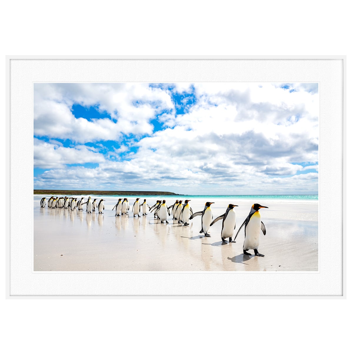 夏写真 フォークランド諸島のペンギン インテリアアートポスター額装 AS0266