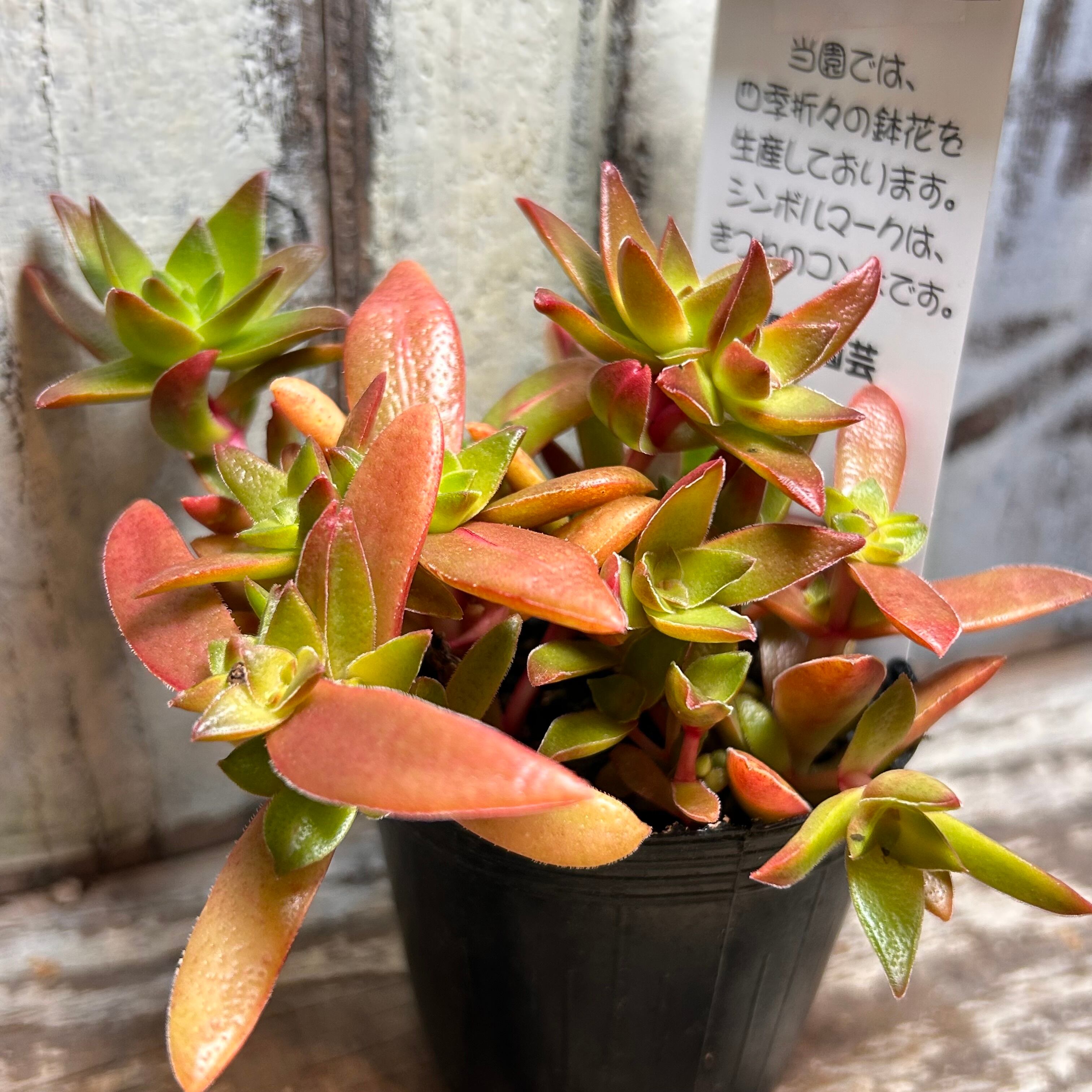 紅葉祭り | RuPo 多肉植物専門店