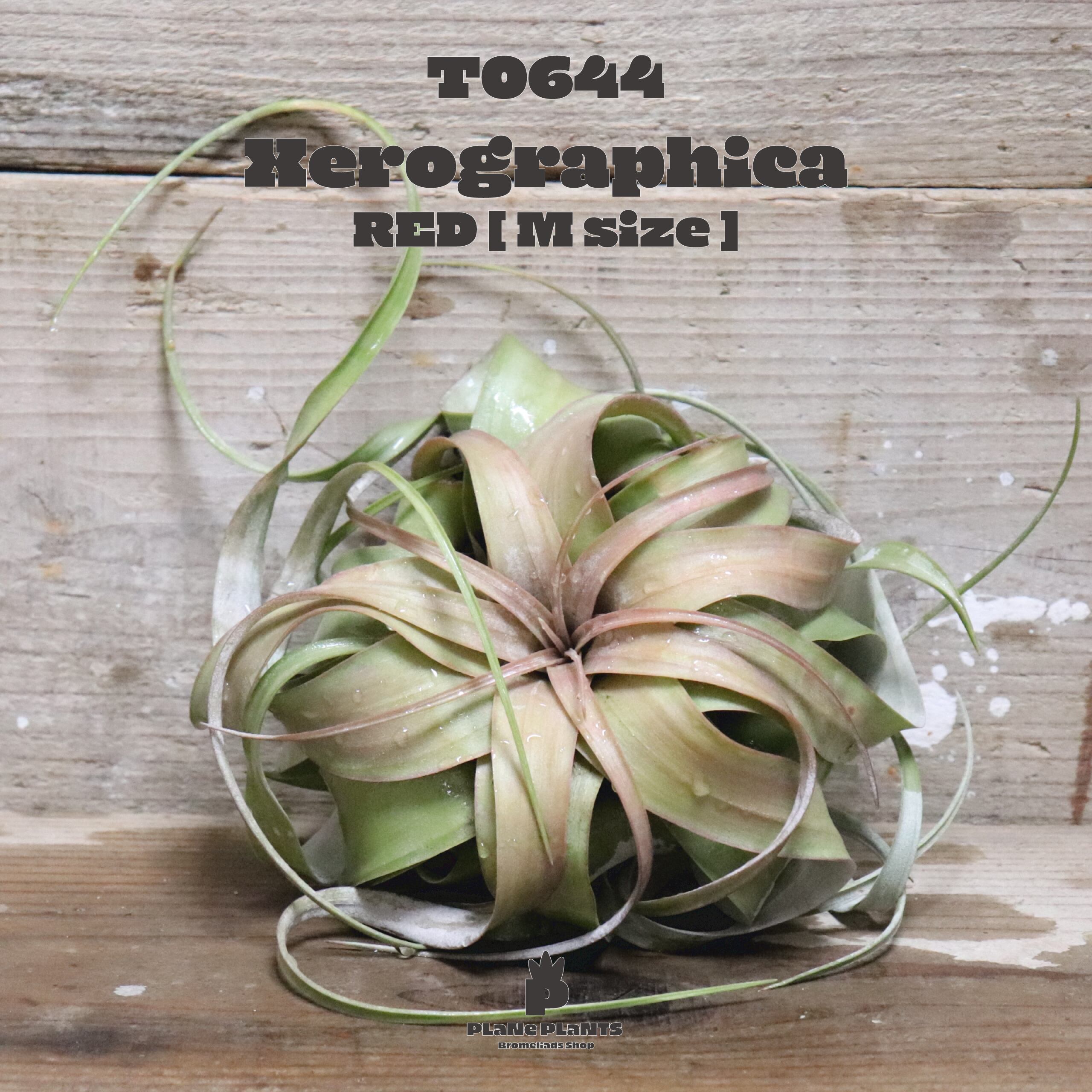 【reserved】キセログラフィカ M〔エアプランツ〕現品発送T0644