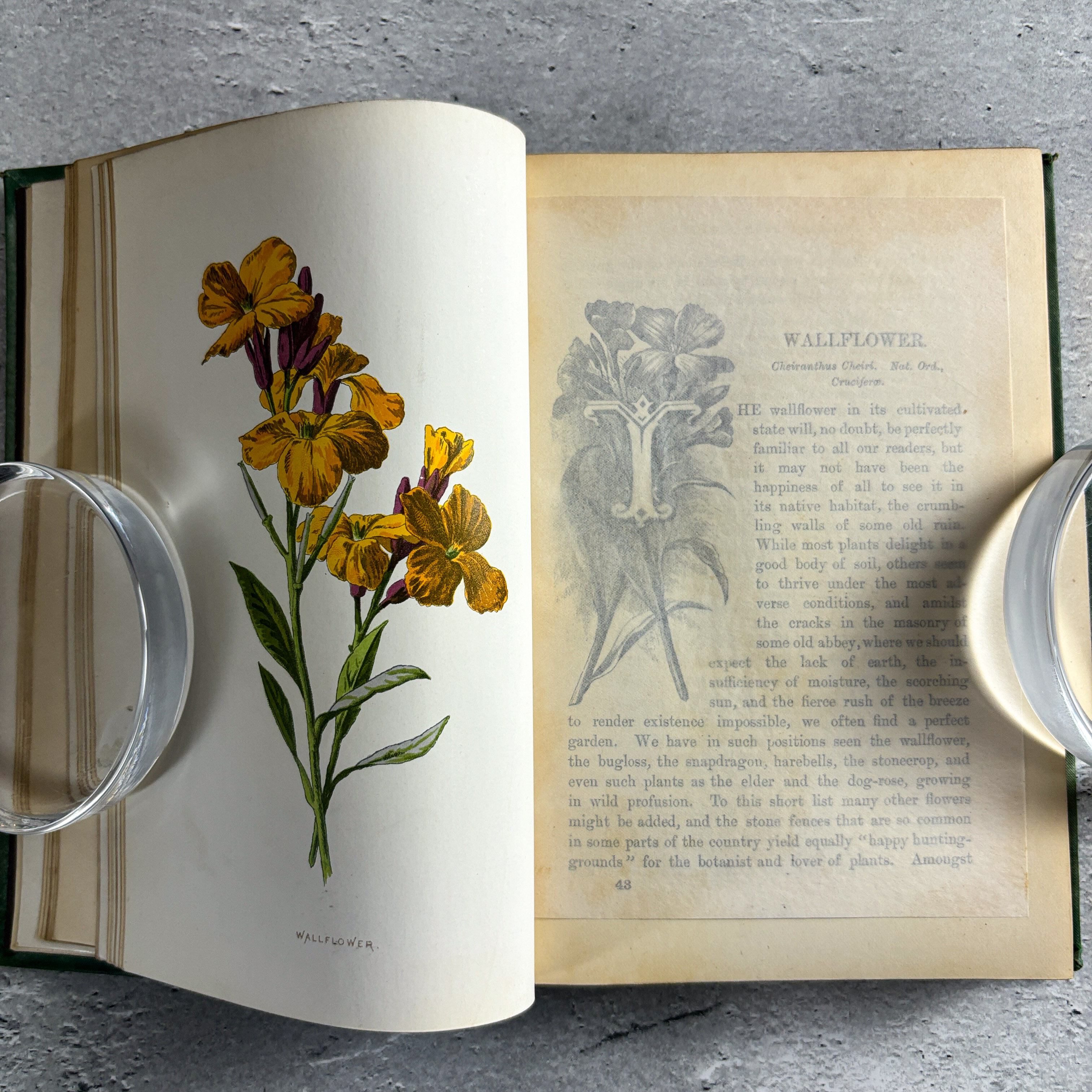 イギリス アンティーク 装丁豪華版 40プレート 植物図鑑 野の花 イギリス アンティーク 装丁豪華版 40プレート 植物図鑑 野の花