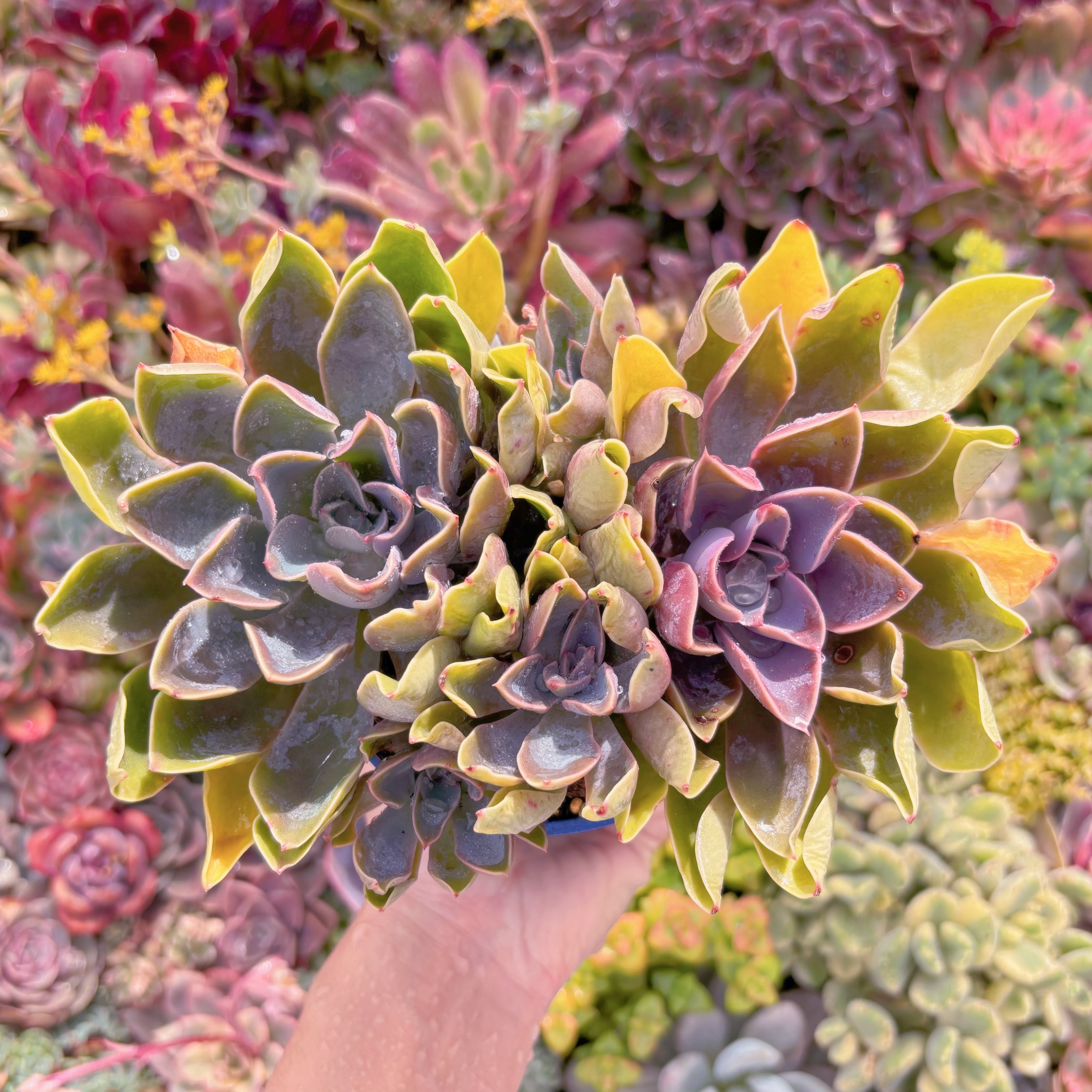 現品　Echeveria Jones#M295　るる農園