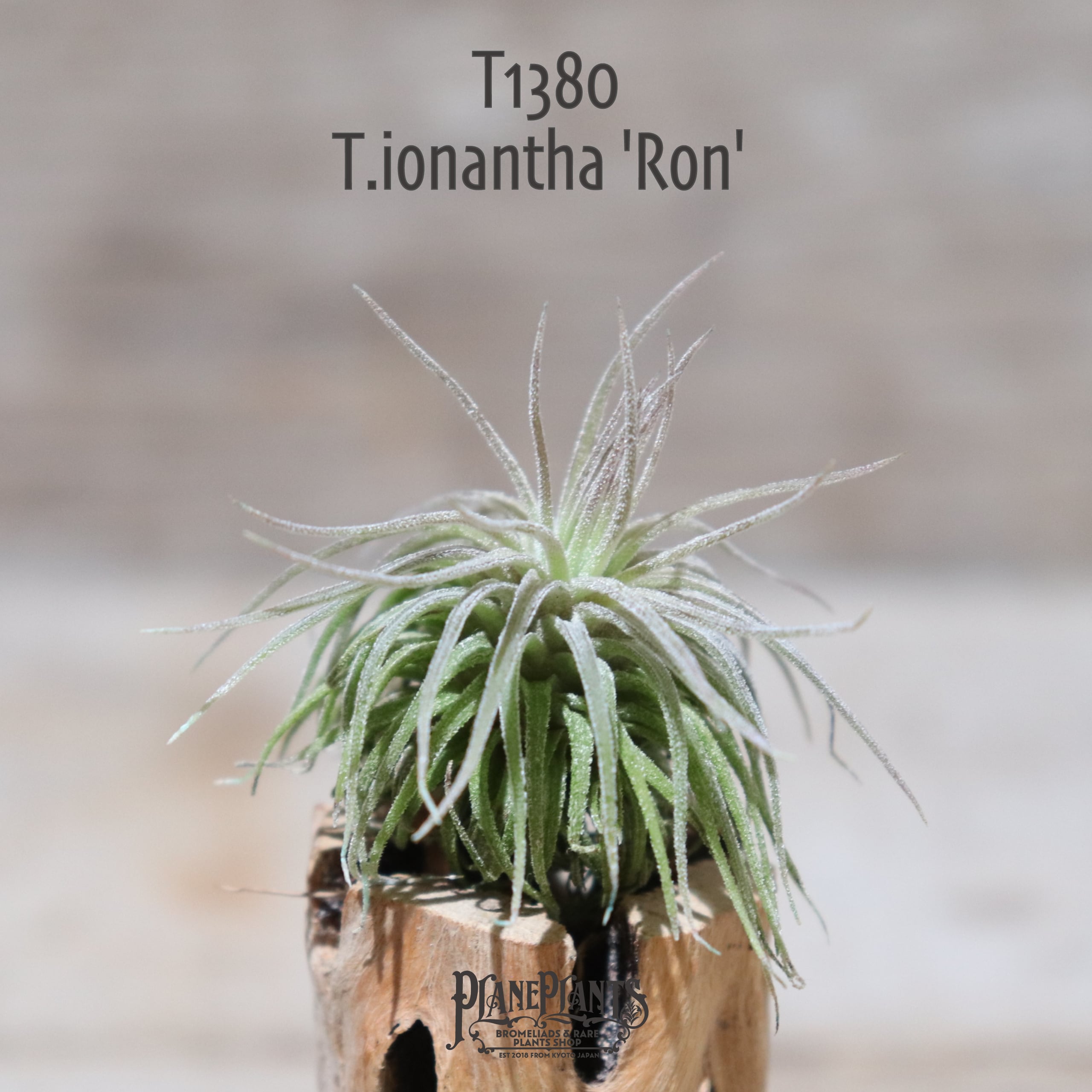 【送料無料】ionantha 'Ron'(子株付き)〔エアプランツ〕現品発送T1380