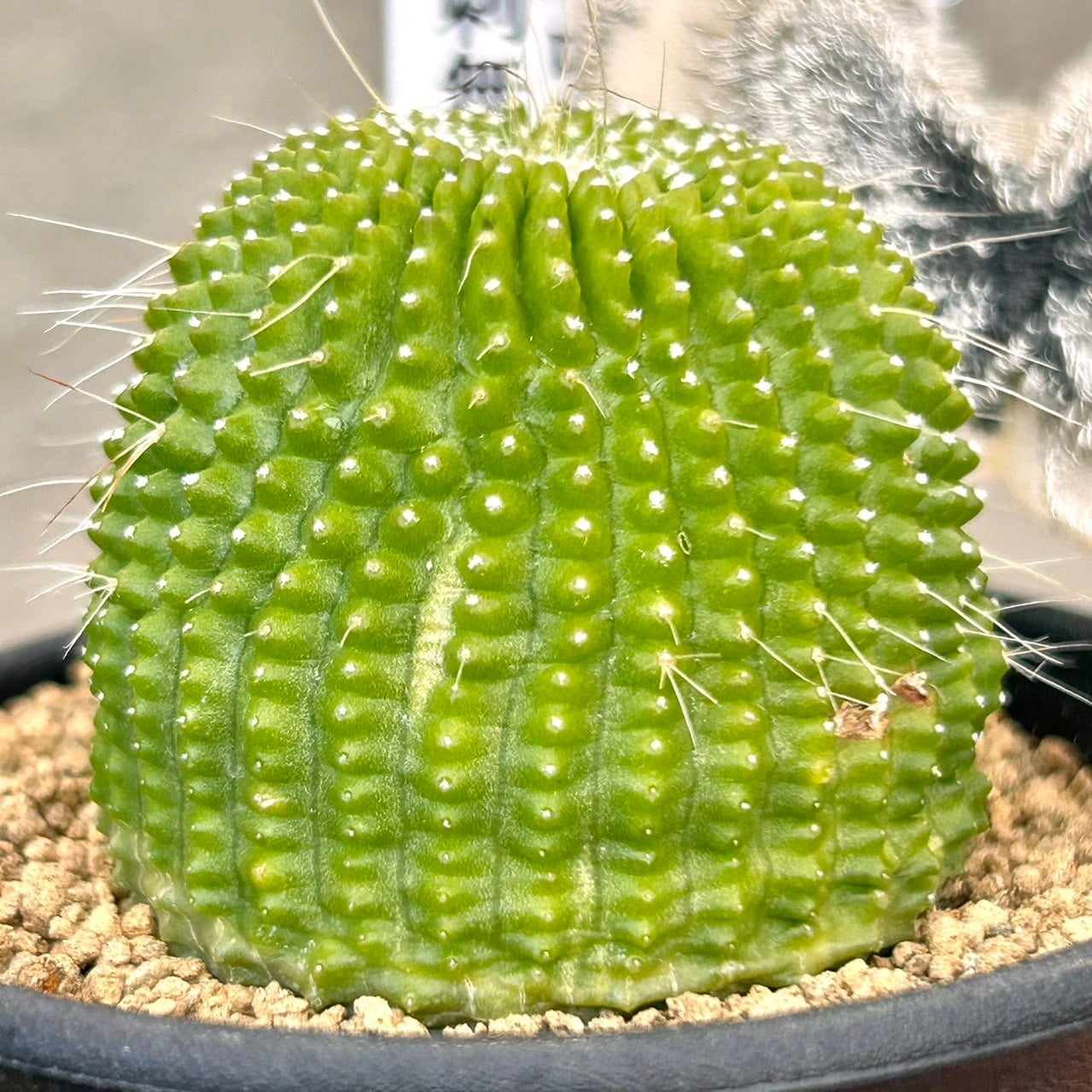 T)パロジア 刺無金晃丸 | RuPo 多肉植物専門店