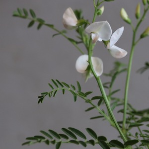 スワンインソナ　フラミンゴ　寄せ植えにオススメ　可愛いお花　葉も可愛い　宿根草
