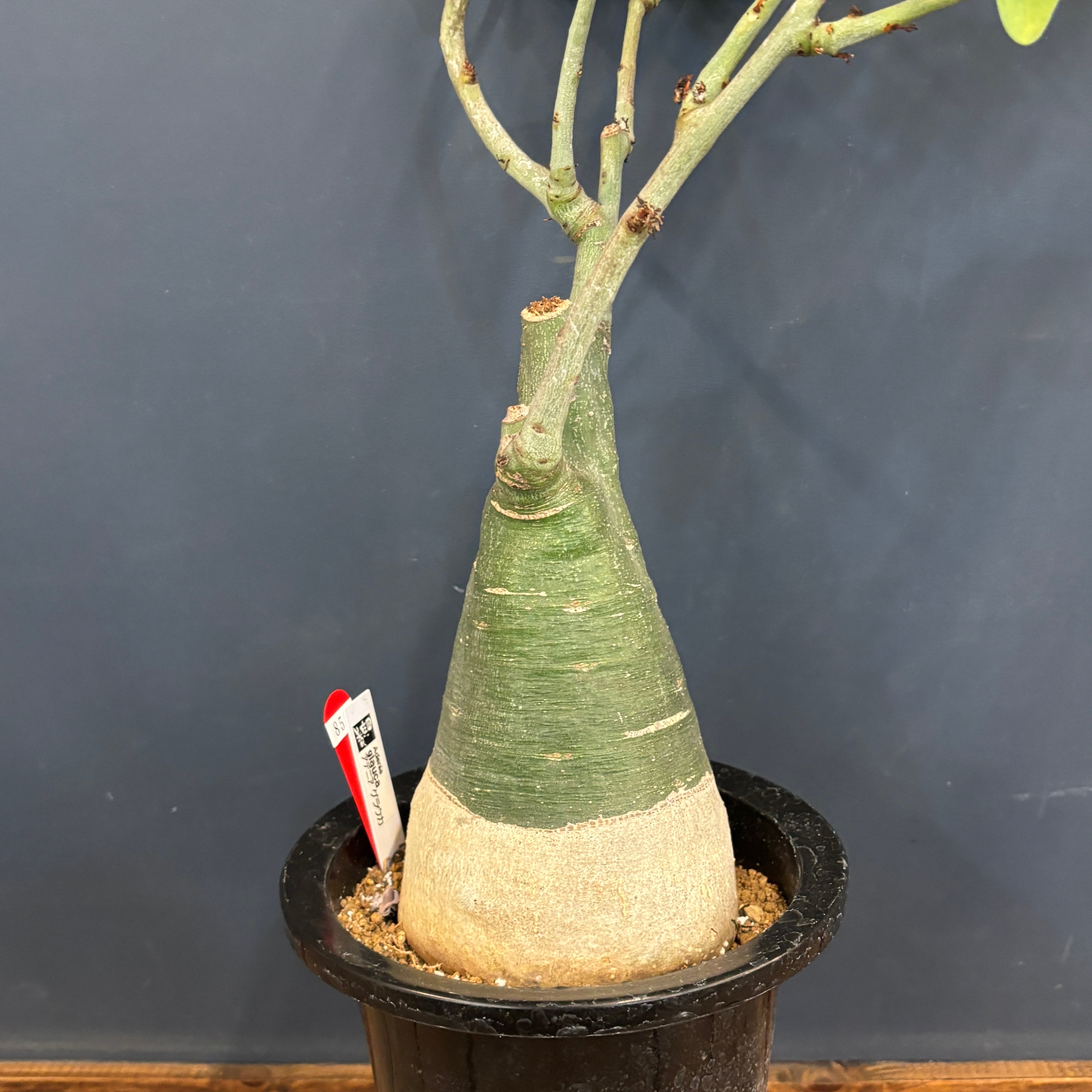 クリアランス】アデニア グラウカ【850】 | PROTOLEAF プロトリーフ