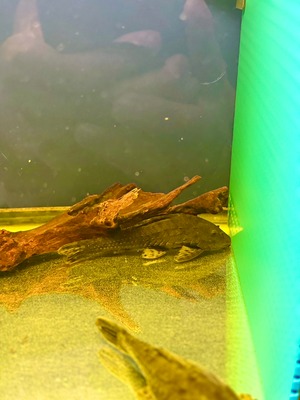 オレンジフィンブラックアーマードプレコ