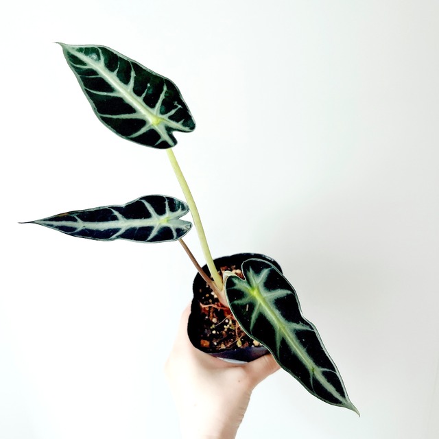 【再入荷】暮らしに映える アロカシア・バンビーノ｜観葉植物 calm cafe
