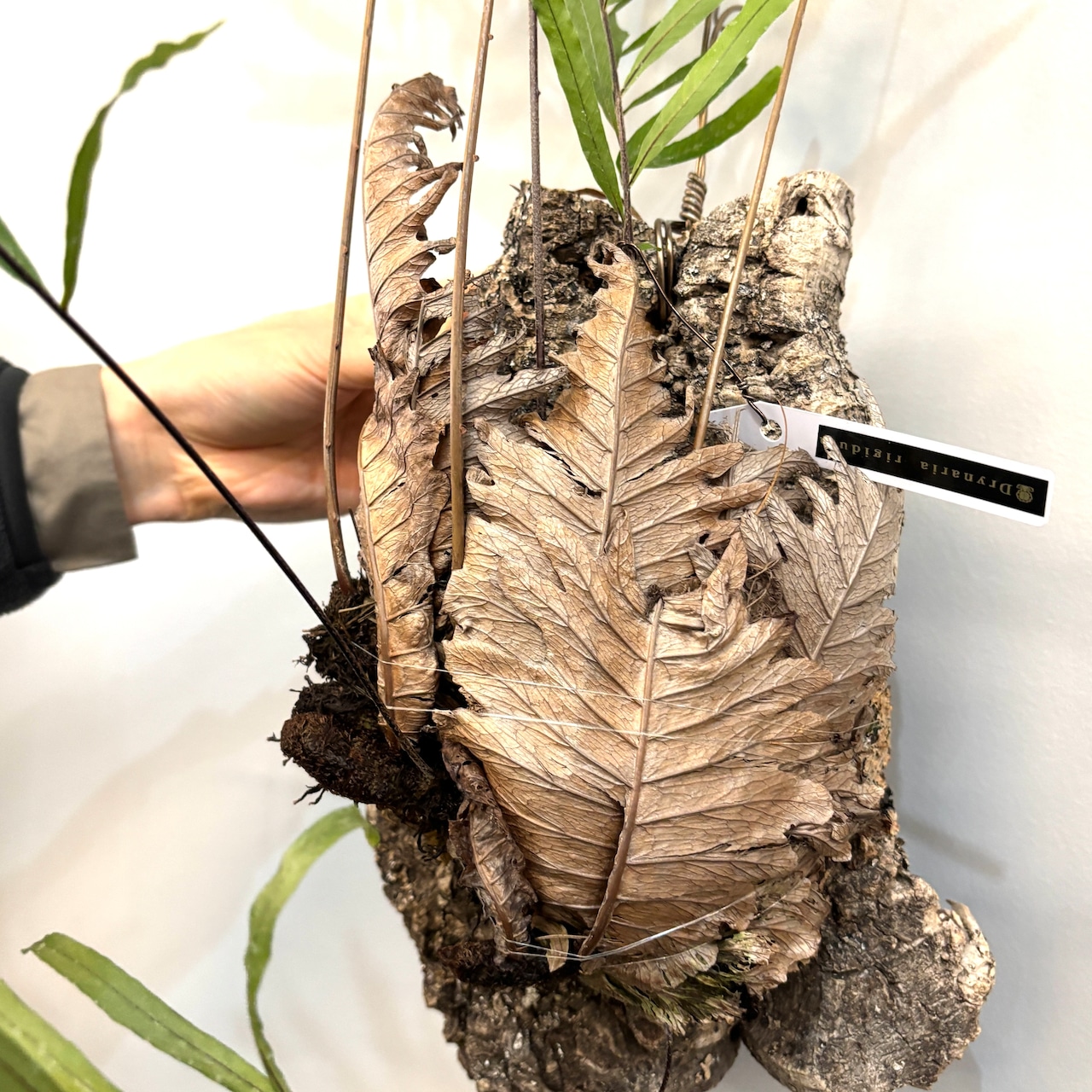 ドリナリア リギデュラ【402】