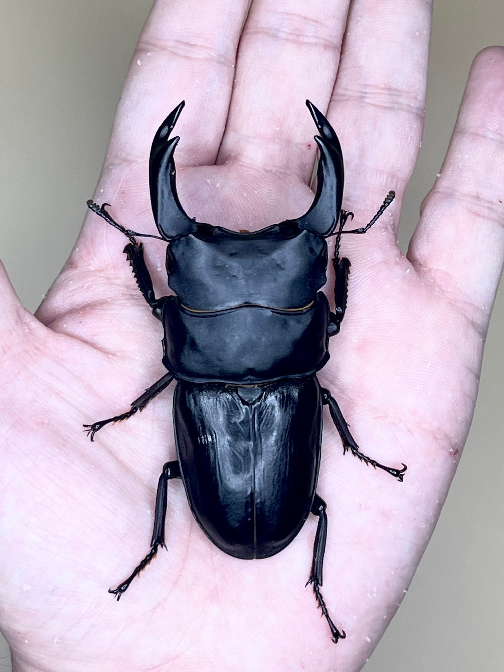 34mm】ニジイロフトタマムシ トップ フトタマムシ スハンダエ プラチナ