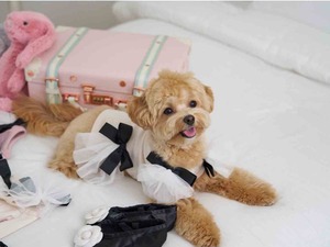 即納【MYLITTLEDOG】Coco Angel Top (cream)