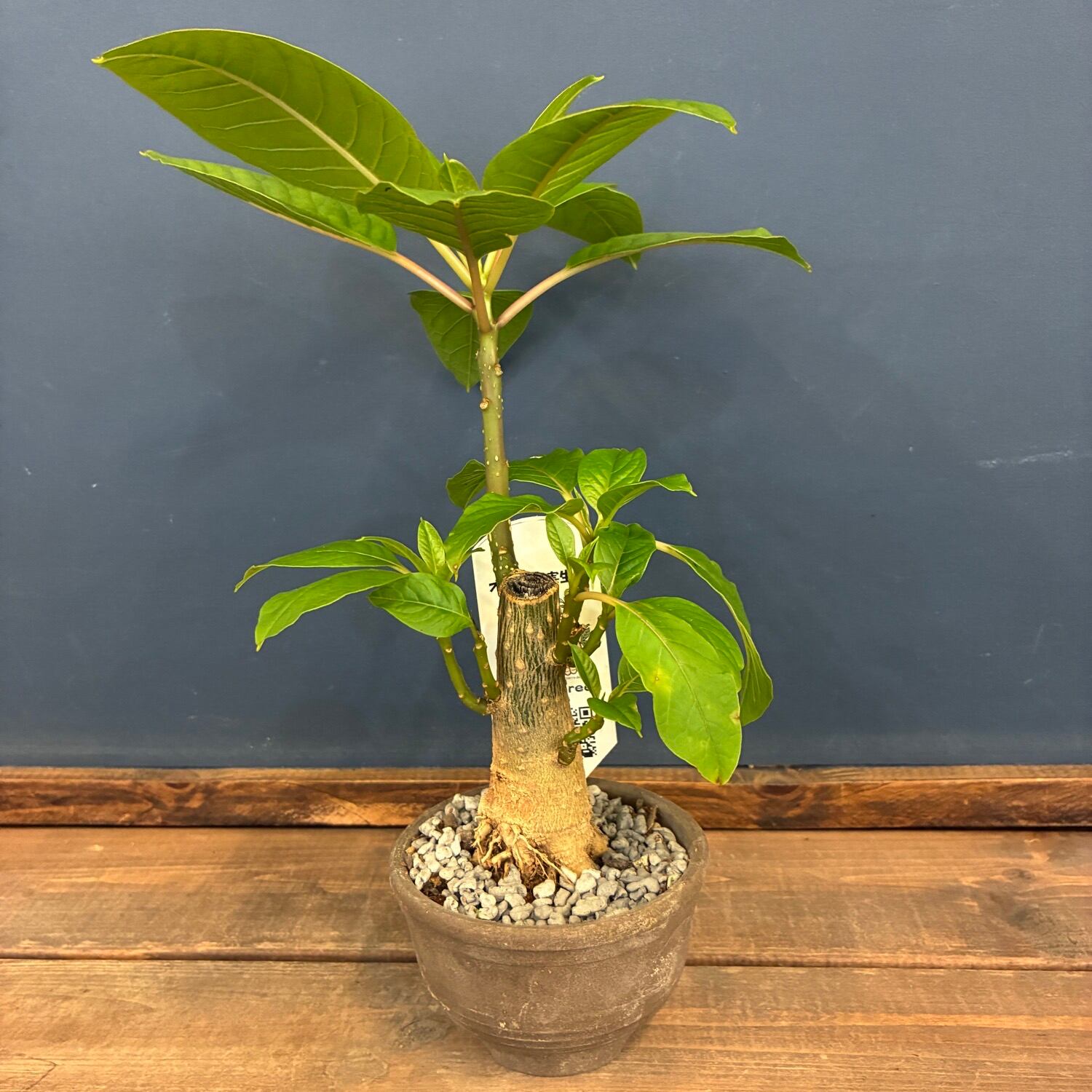 塊根植物 | PROTOLEAF プロトリーフ