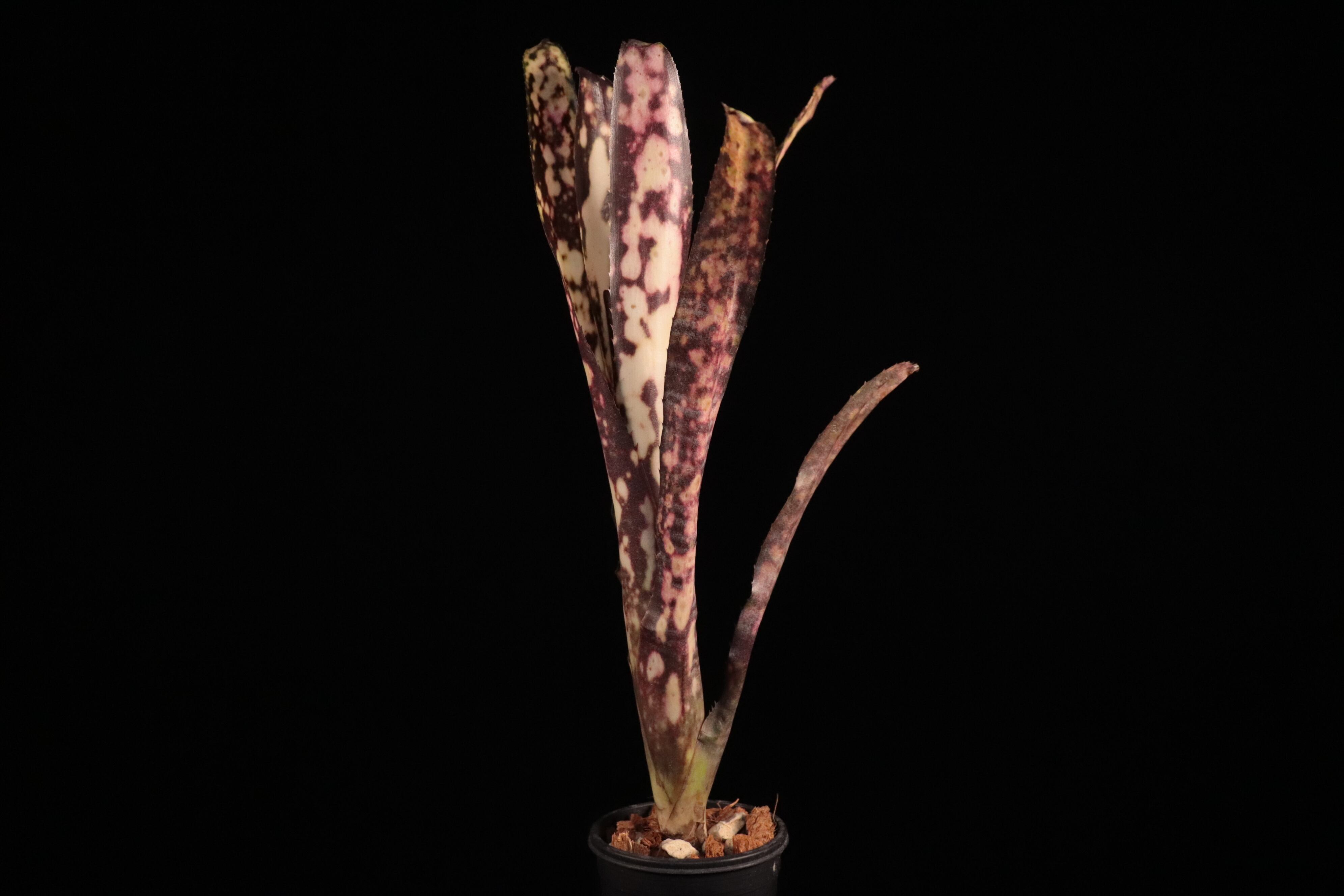 送料無料】Billbergia 'Kolan Express'〔ビルベルギア〕現品発送B0234