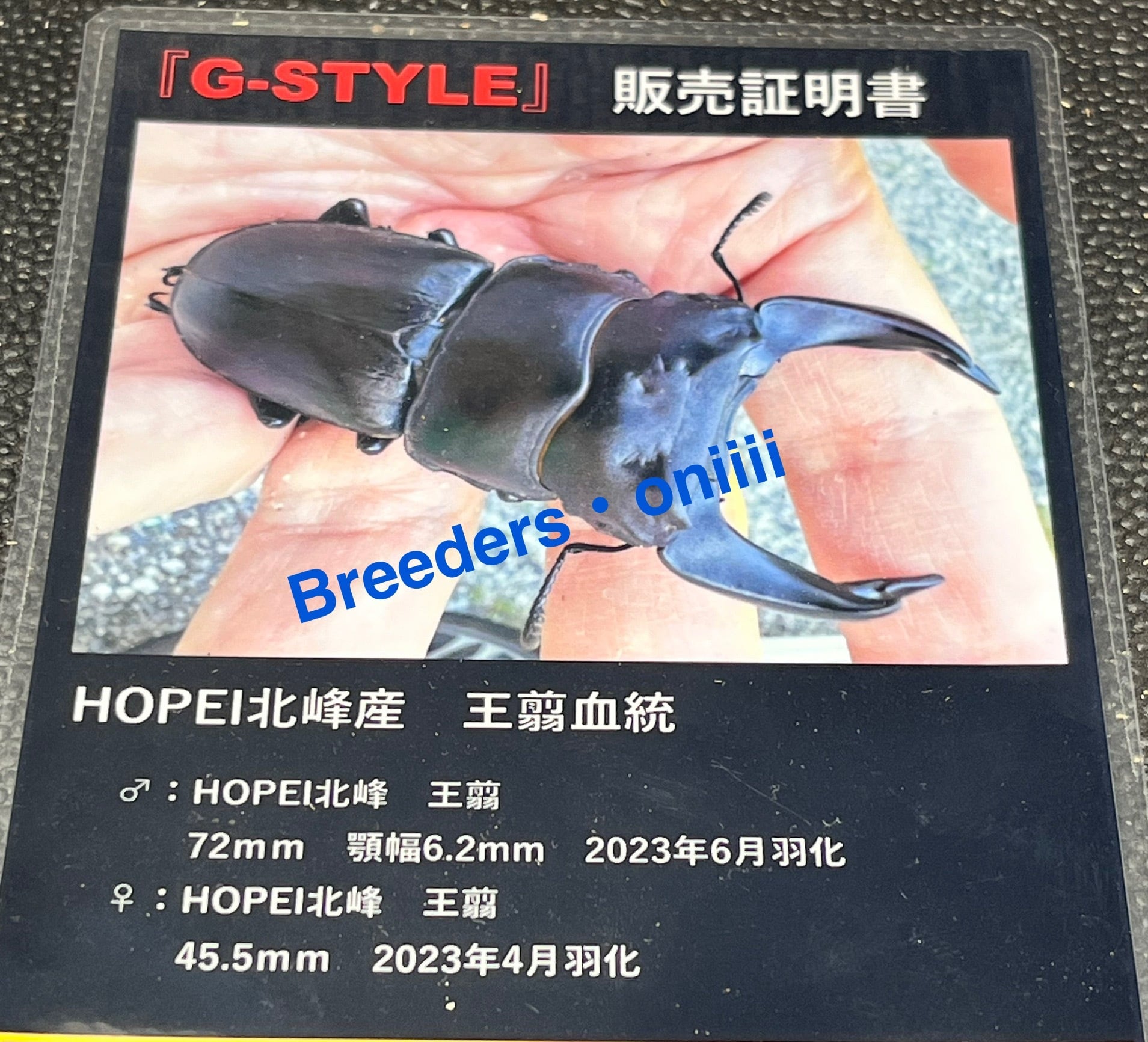 【HOPEI 北峰産　王翦血統　極太　幼虫５頭】 極太血統】ホペイオオクワガタ北峰産雄単品【王翦】 【公式通販】