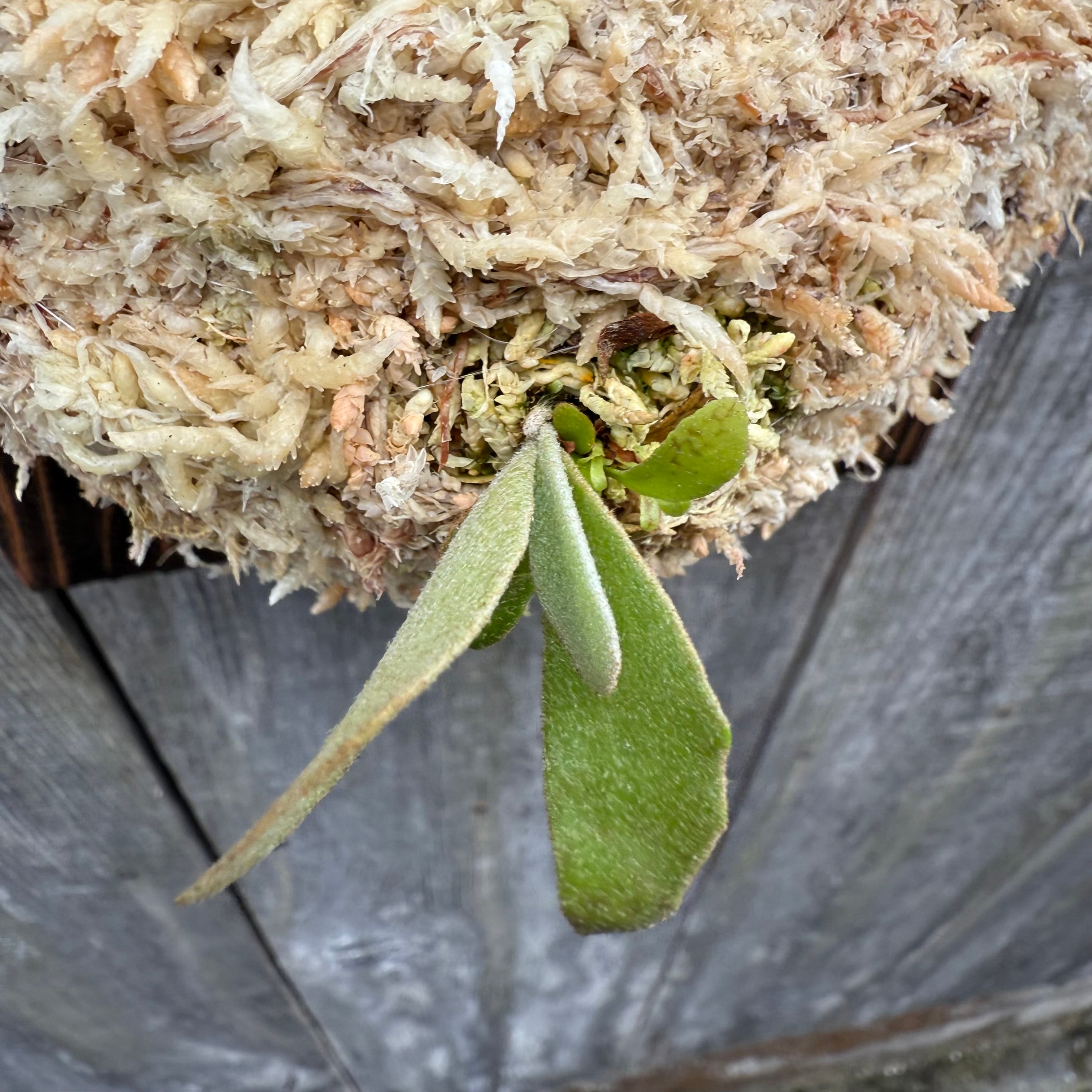 P.Triceratops (三角龍) pup | naturefix