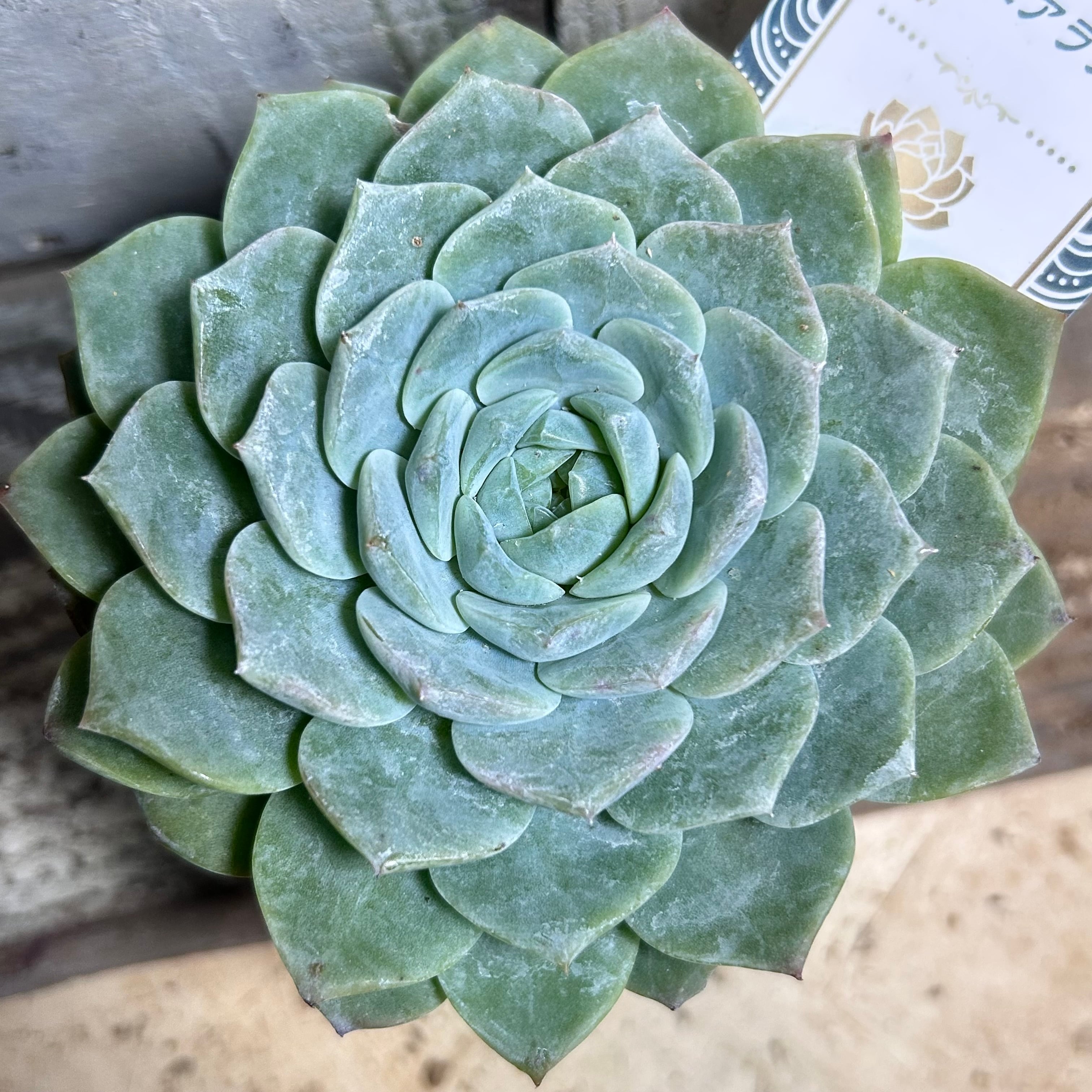 ピュアラブ | RuPo 多肉植物専門店