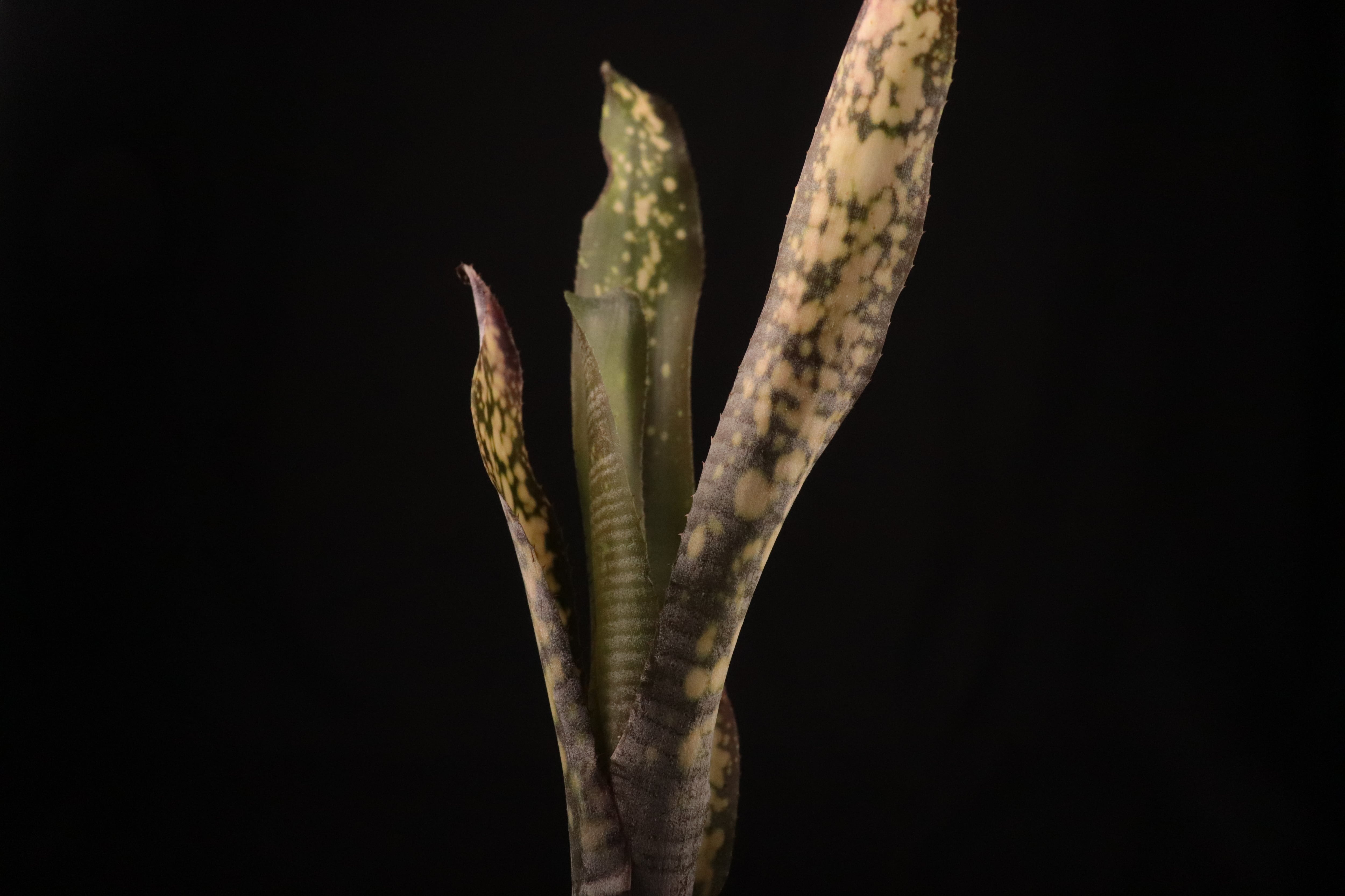 送料無料】Billbergia 'Kolan White pearl'〔ビルベルギア〕現品発送