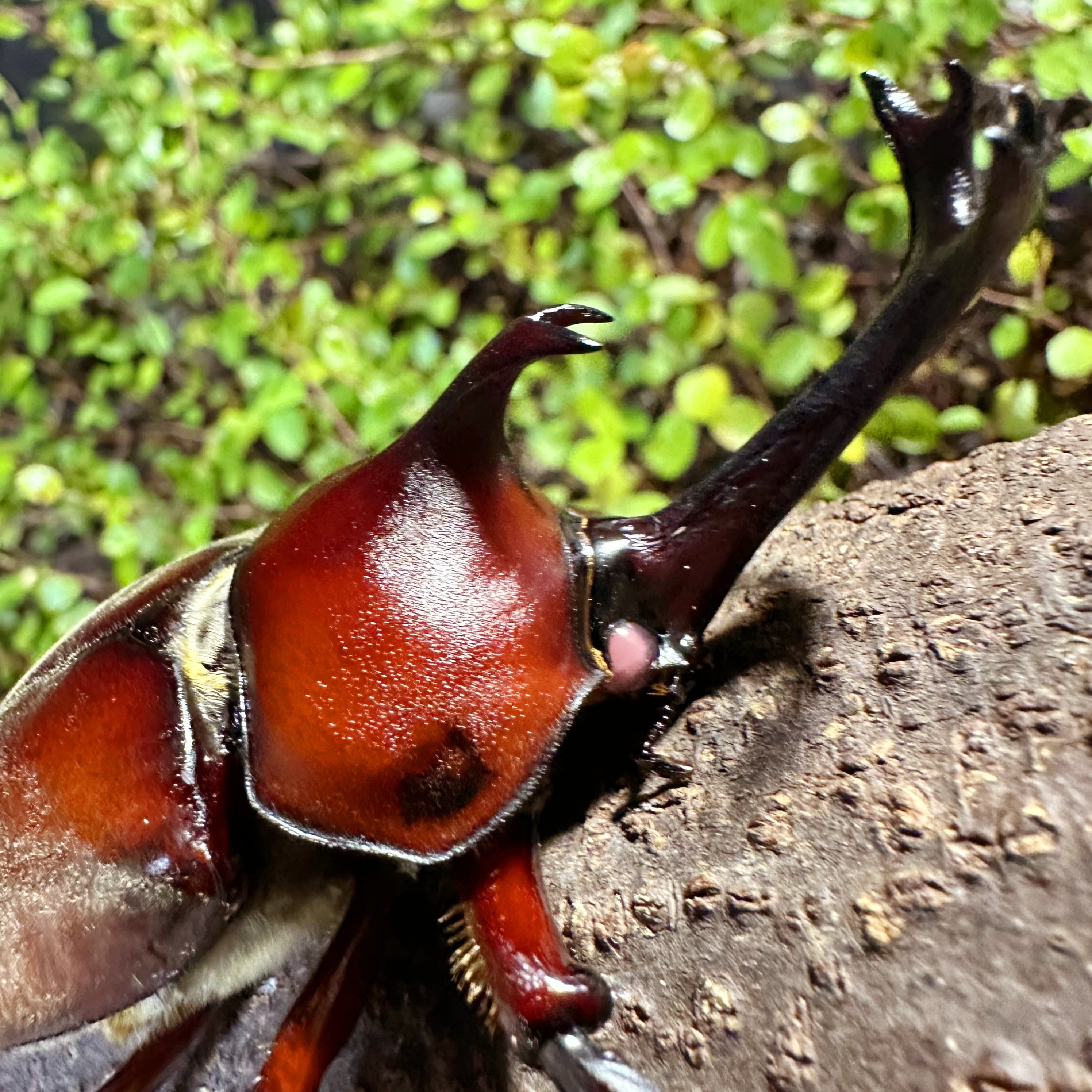 阿古谷産 レッドボディ レッドアイ カブトムシ RR　♂♀　2セット 大型RR血統阿古谷産レッドボディ、レッドアイカブトムシ1♂(79㎜)、2