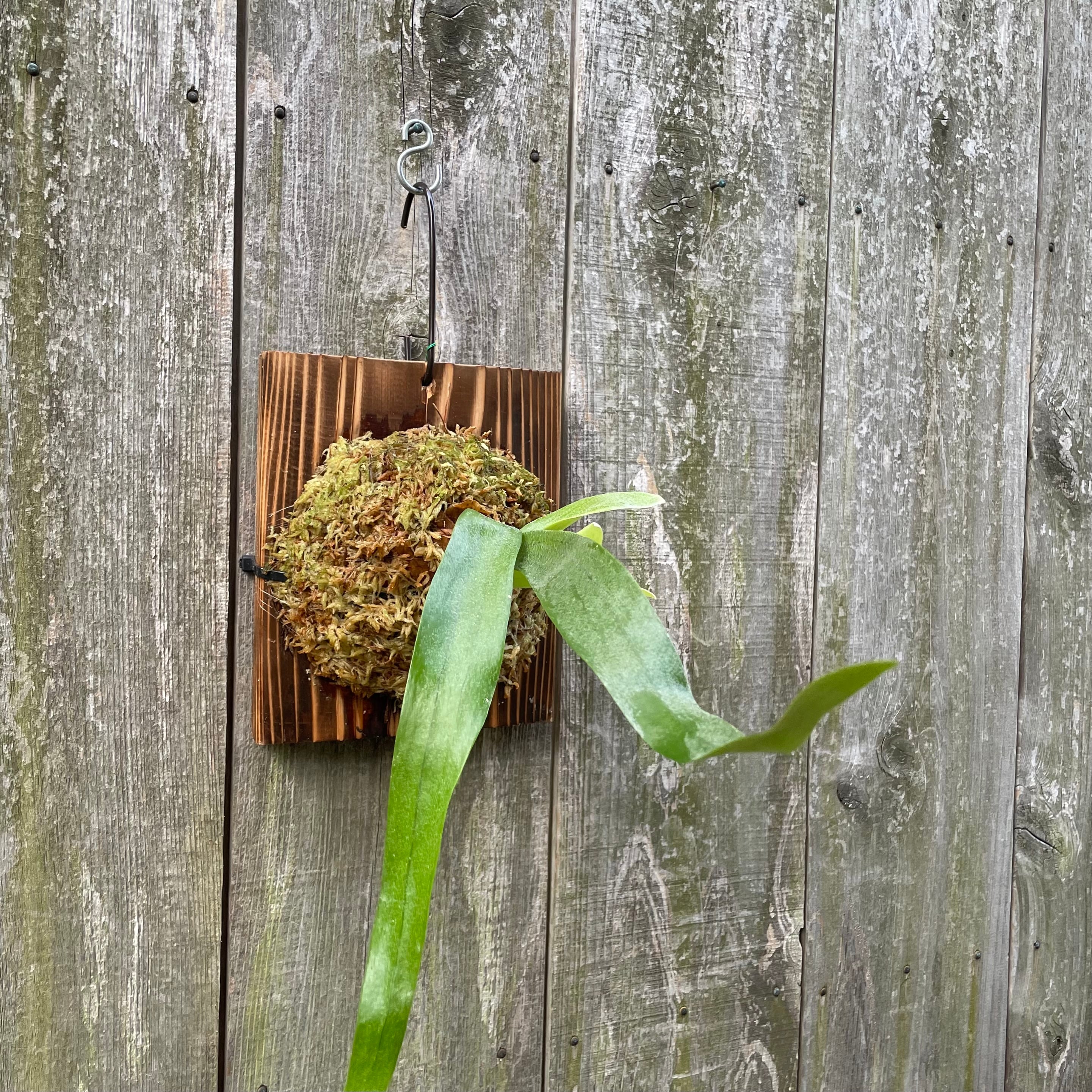 ビカクシダ 希少種 P.Pewchan(pup spore) naturefix