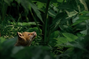 Fox Cub in Green 2017