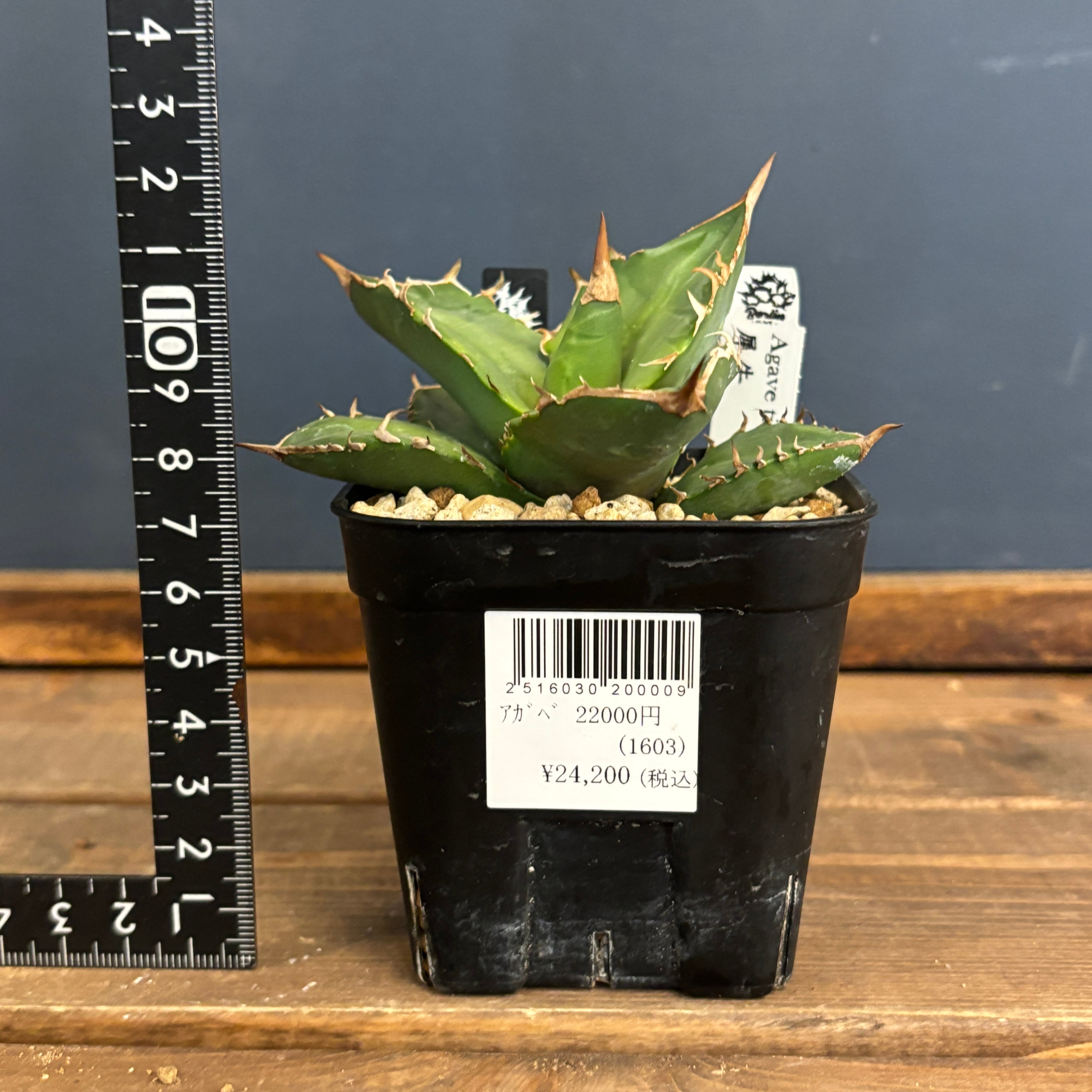 アガベチタノタ　Ｒ　大株　牛乳植物 type-R . . ワイドにずんぐり育てやすく うちで最も売れるアガベ 満足