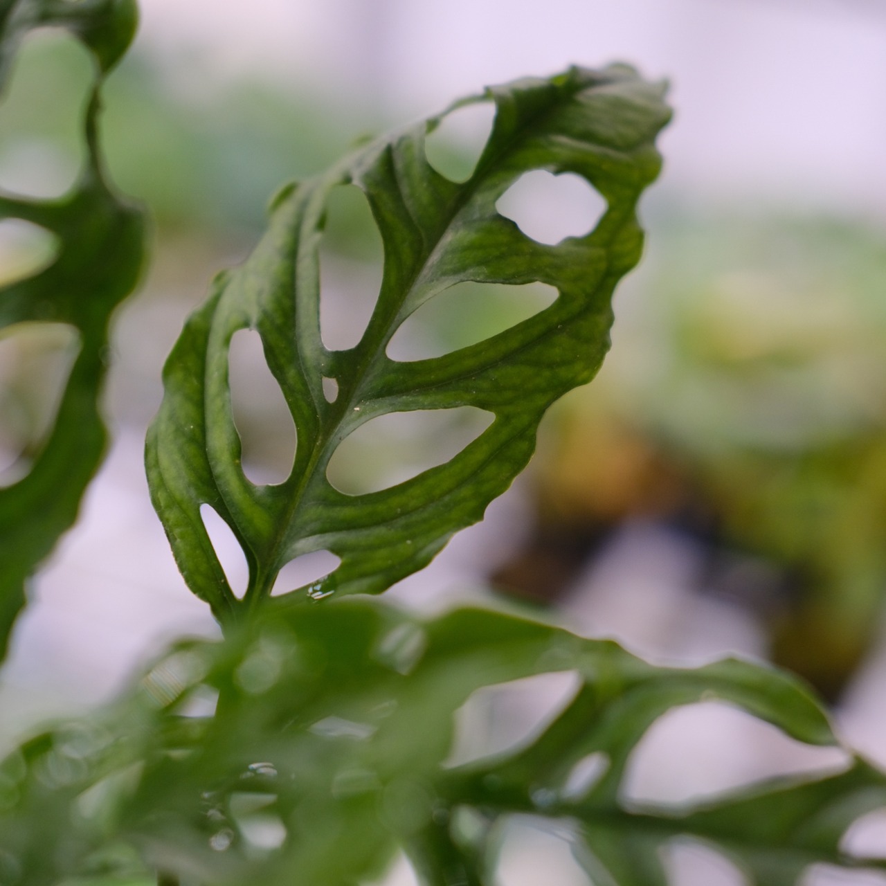 【実生】モンステラ オブリクア ペルー / Monstera Obliqua Peru④ / 観葉植物