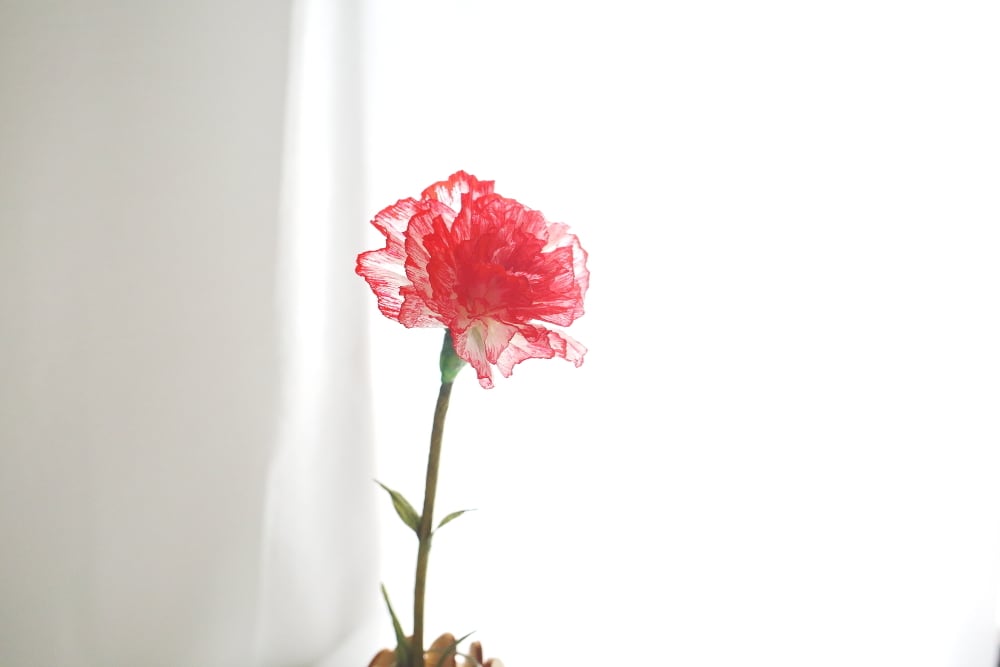 本物みたいなペーパーフラワー カーネションの蜜蝋ペーパーフラワー